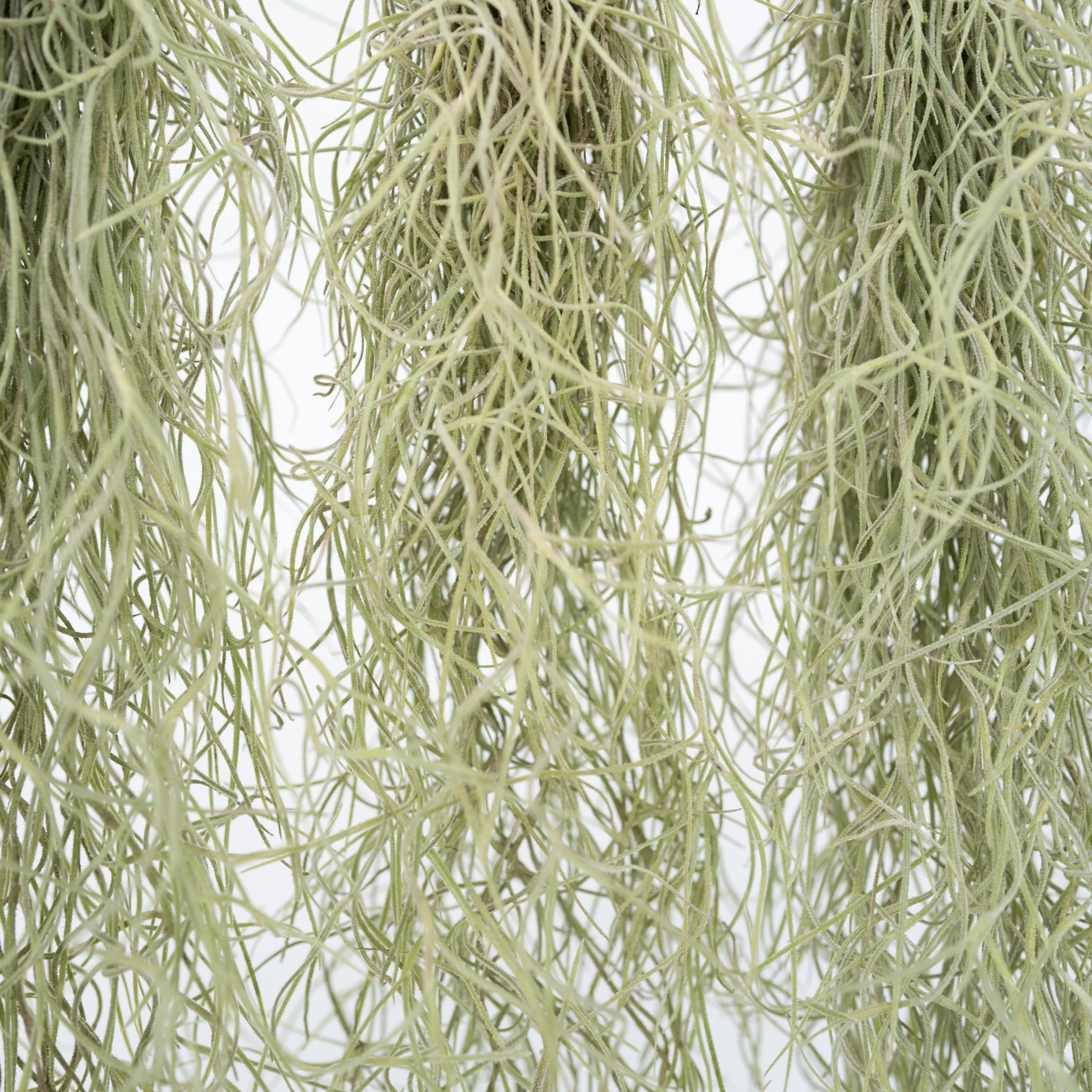 Tillandsia Usneoides 'Mousse espagnole' - Set de 3 - Plante d'ambiance d'intérieur - Hauteur 25-40cm
