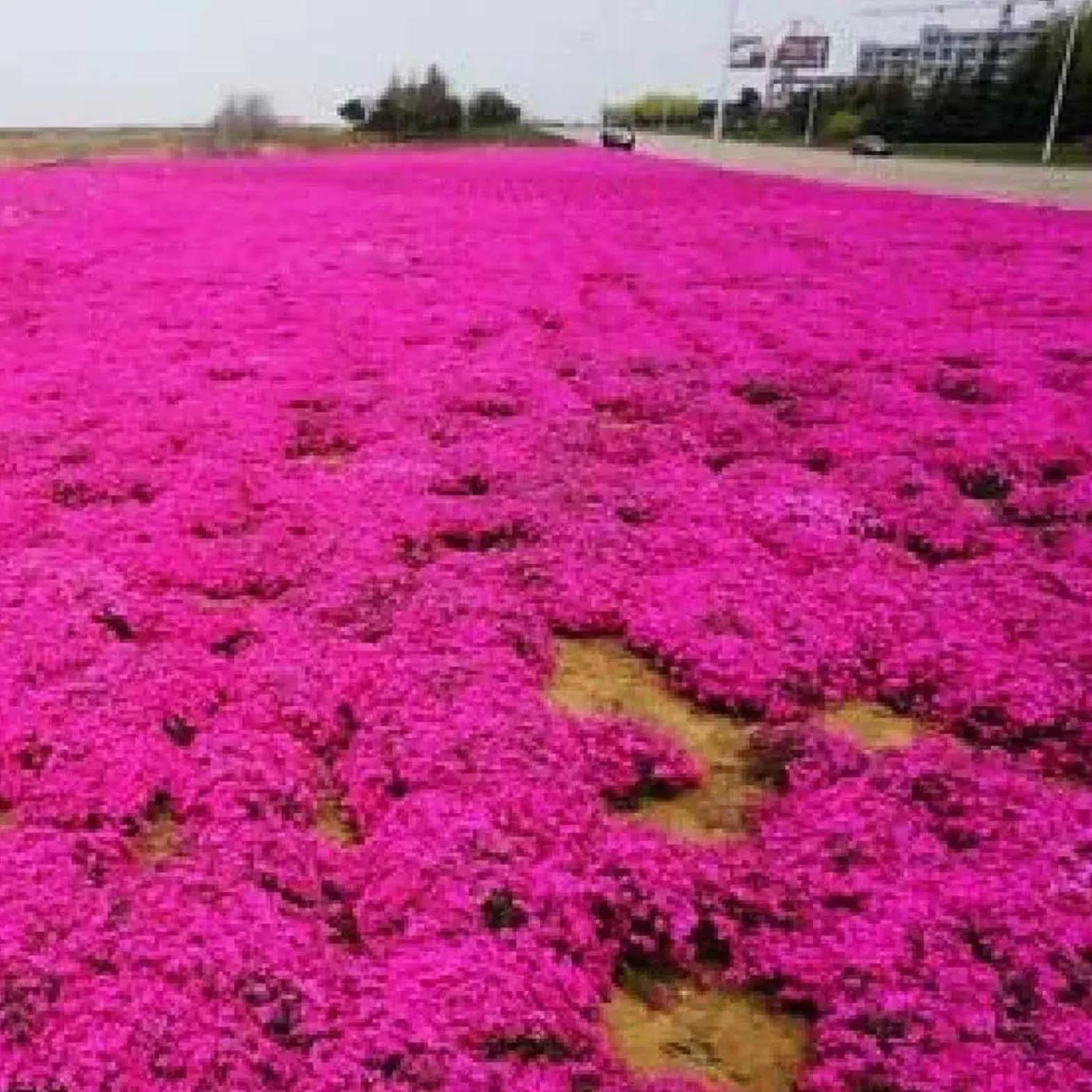 Graines de thym rampantes multicolores 200 pièces outil de jardinage