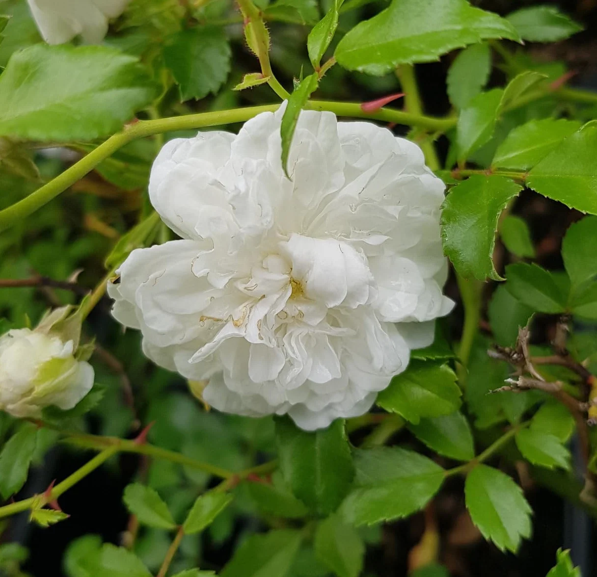 Rosa 'The Fairy White' Rosier Couvre-sol 'The Fairy Blanc' Godet