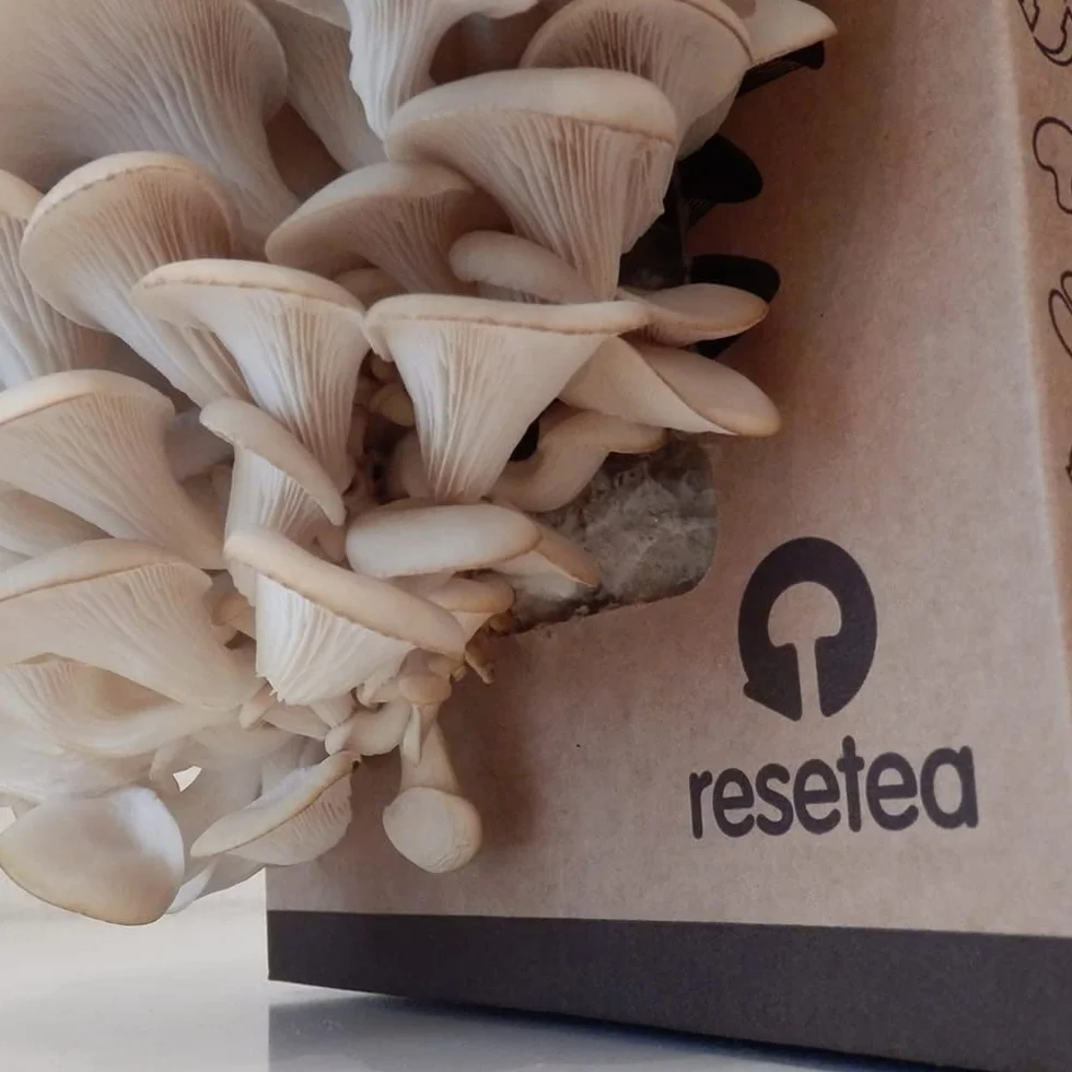Kit de Culture de Champignons Pleurotes à la Maison | Champignon Gourmet en 15 Jours | Cultive Facilement pour Foodies, Chefs et Amateurs de Cuisine | Cadeau Original | Resetea