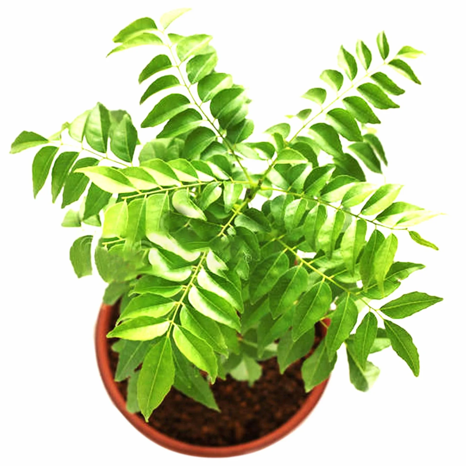 Graines De Curry Faciles à Entretenir Haute Germination 300pcs Plantes D'intérieur
