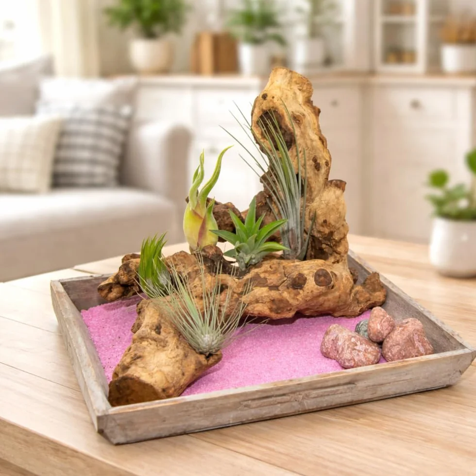Set de 5 Tillandsia Mini Mix – Plantes Aériennes Air Plants sans Terre, Décoration