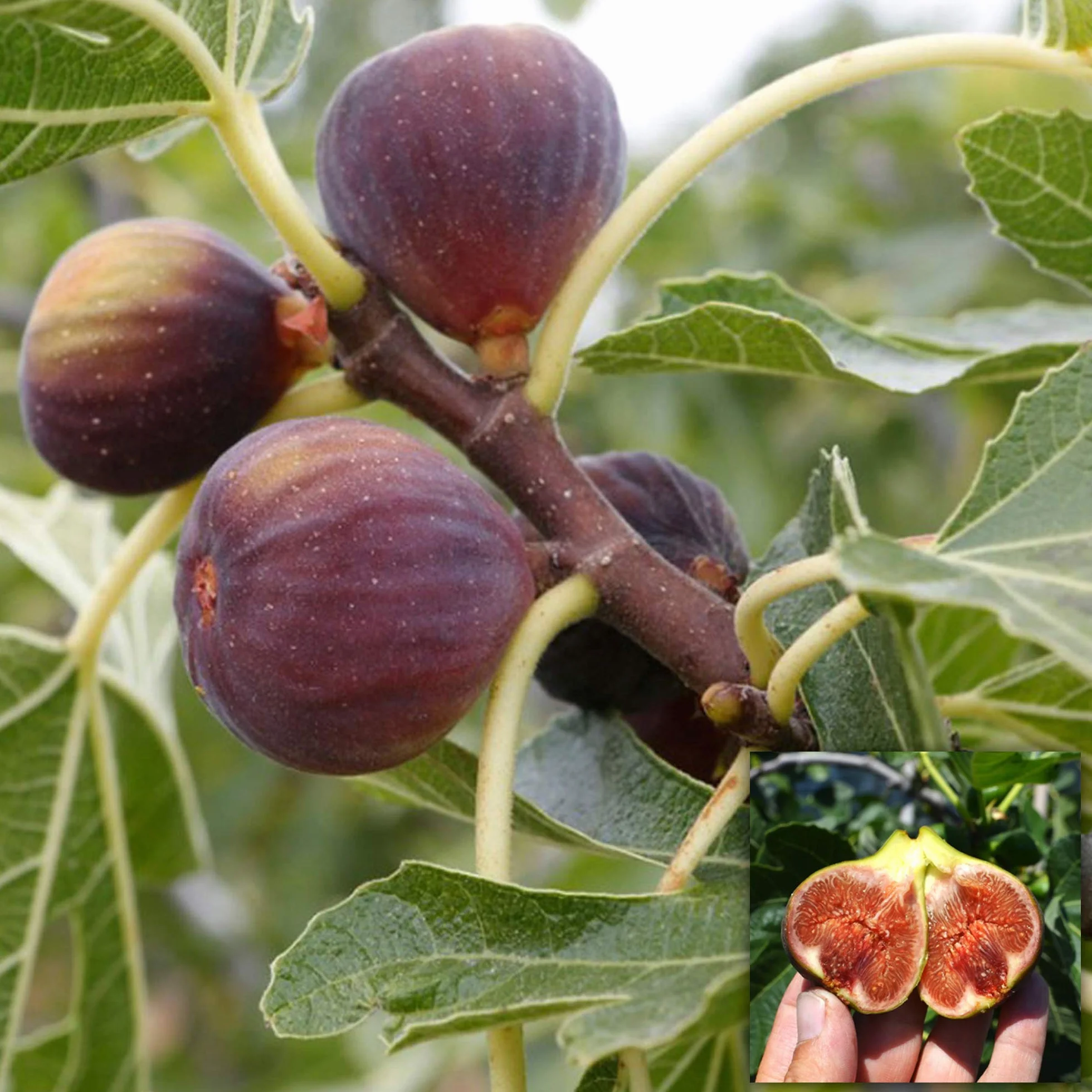 Ficus Brown Turkey Figuier Robuste Plante en Pot 20-30 cm
