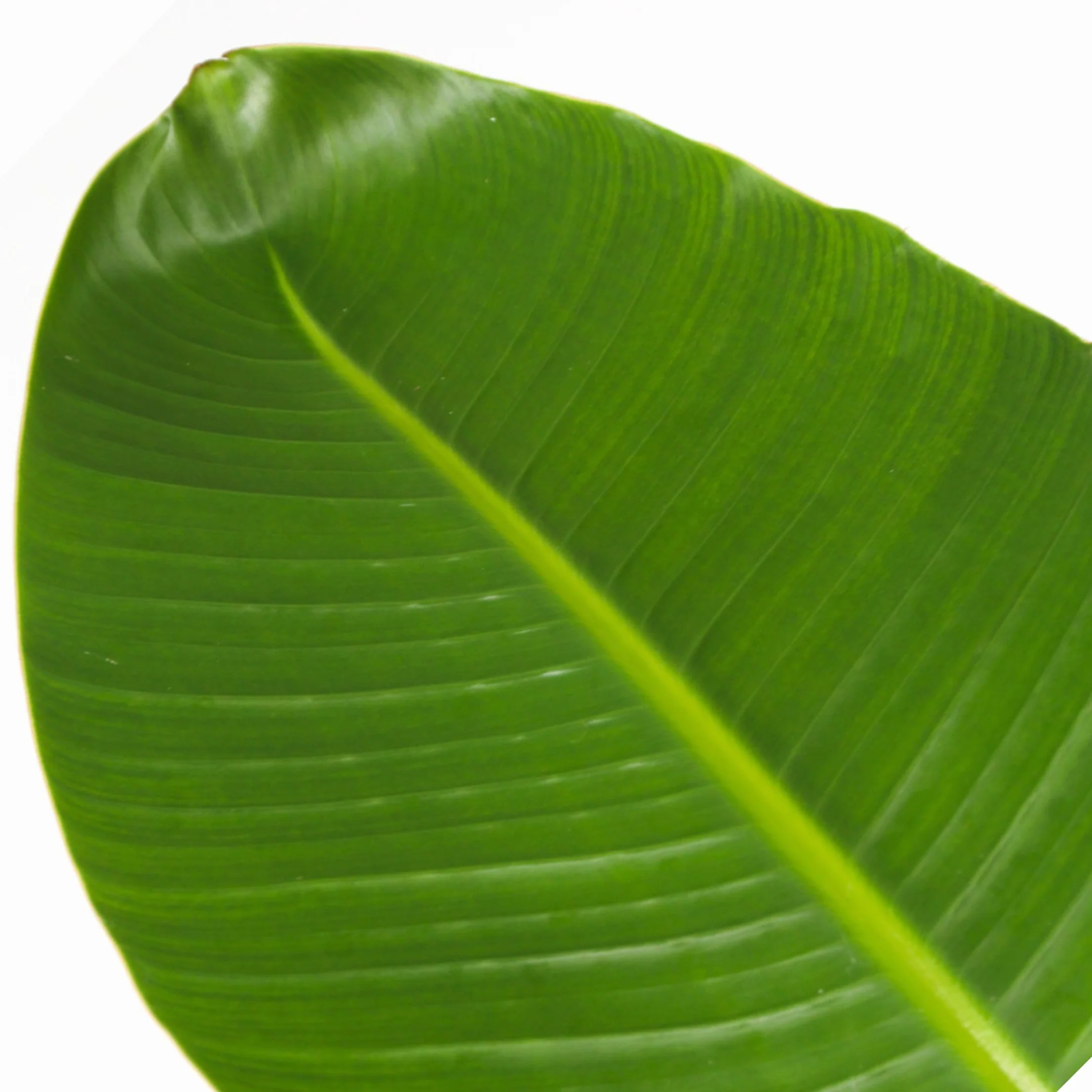 Strelitzia Nicolai XL Plante Verte Intérieur Vivante Pot 21cm Hauteur 90-110cm
