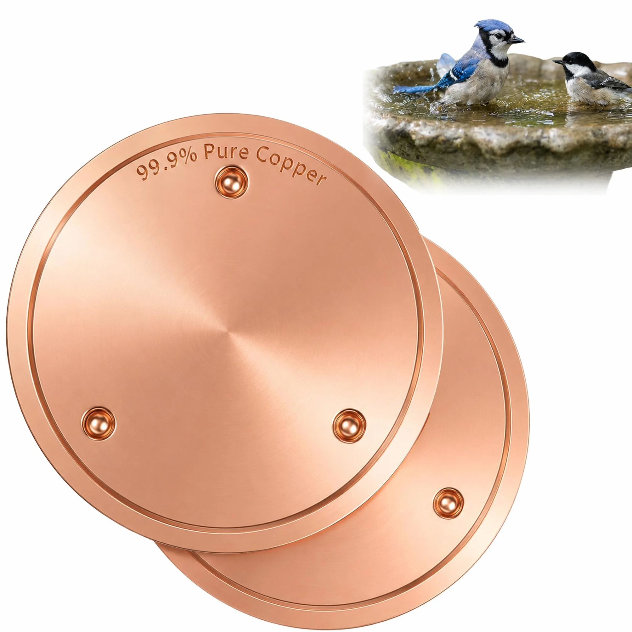 Disque de Nettoyage pour Bain d'oiseaux en Cuivre Autonettoyant Ajustement Universel