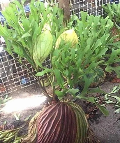 Portal Cool Vinaigrier Fern Spore Platycerium ridleyi 800 Spore
