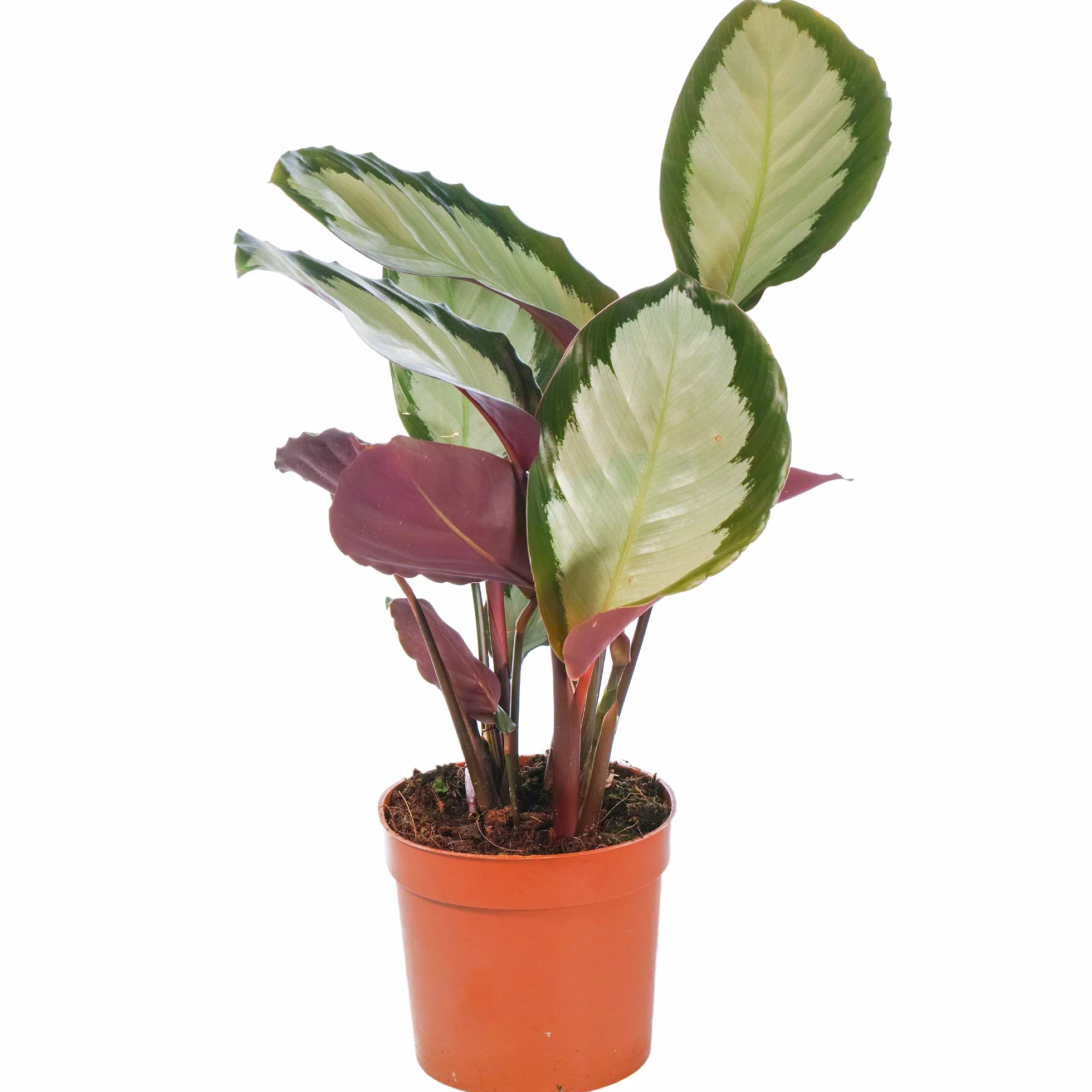 Calathea picturata 'Argentea' Plante d'Intérieur 30-40 cm Panachée Argentée