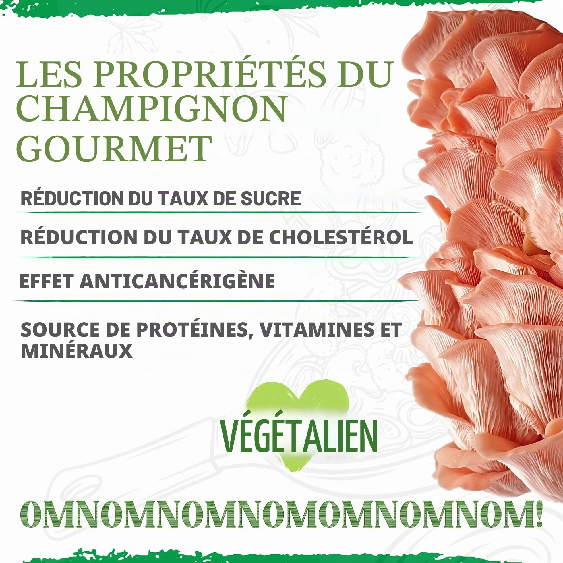 Kit Bio Culture Champignons Set Biologique Intérieur Toute l’Année Sans OGM