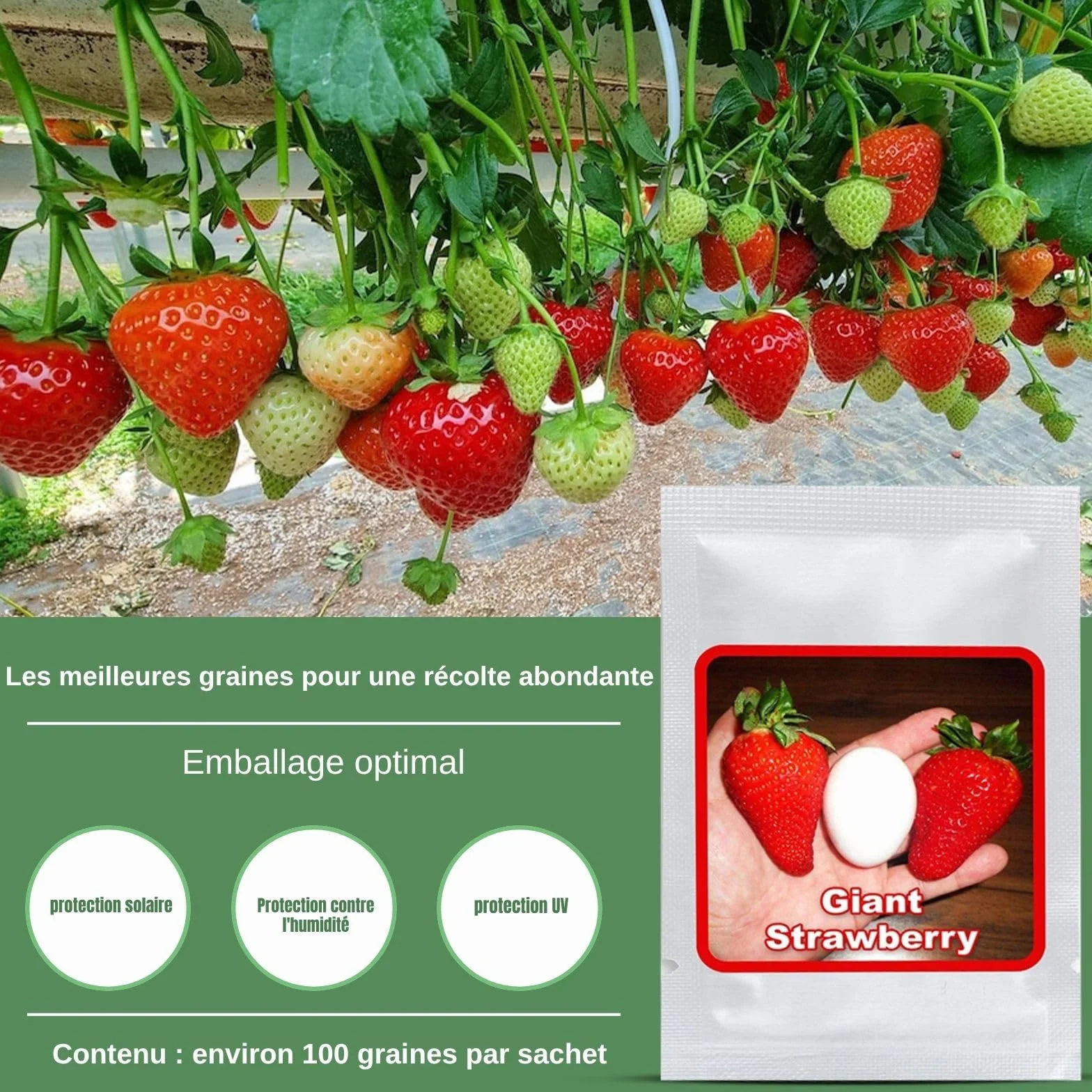 Graines de Fraises Géantes Giant 100 pcs – La plus grande fraise au monde – Fruits Sucrés – Rustique & Vivace