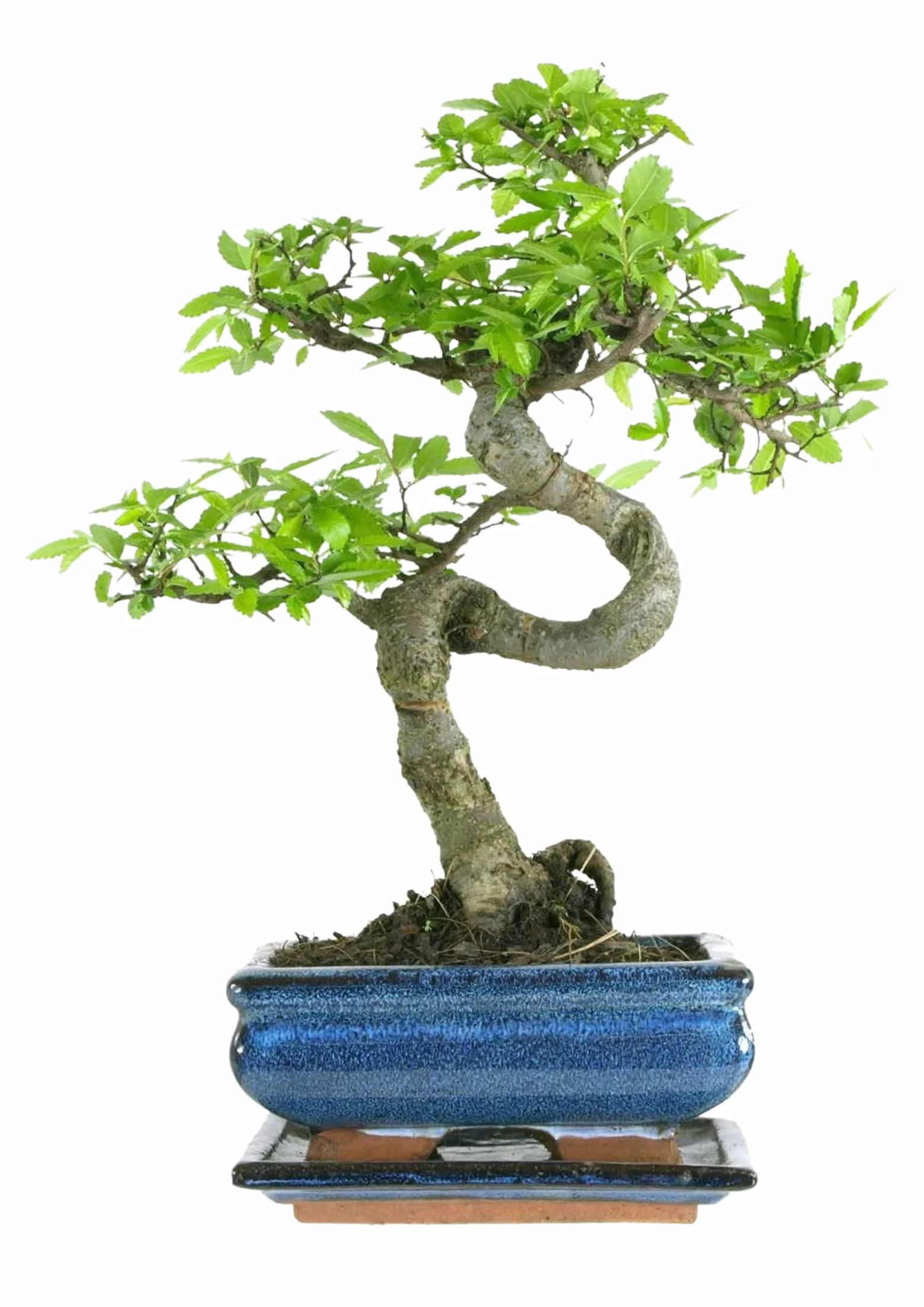 Bonsaï Orme Chinois avec Pot Céramique 25-35 cm - Coffret Cadeau Bol 15 cm