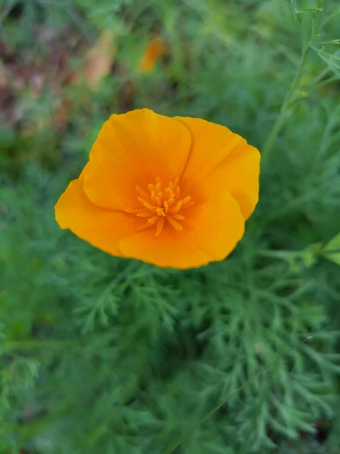Eschscholzia californica 1000 graines de pavot de Californie Prairie fleurie Pâturage apicole