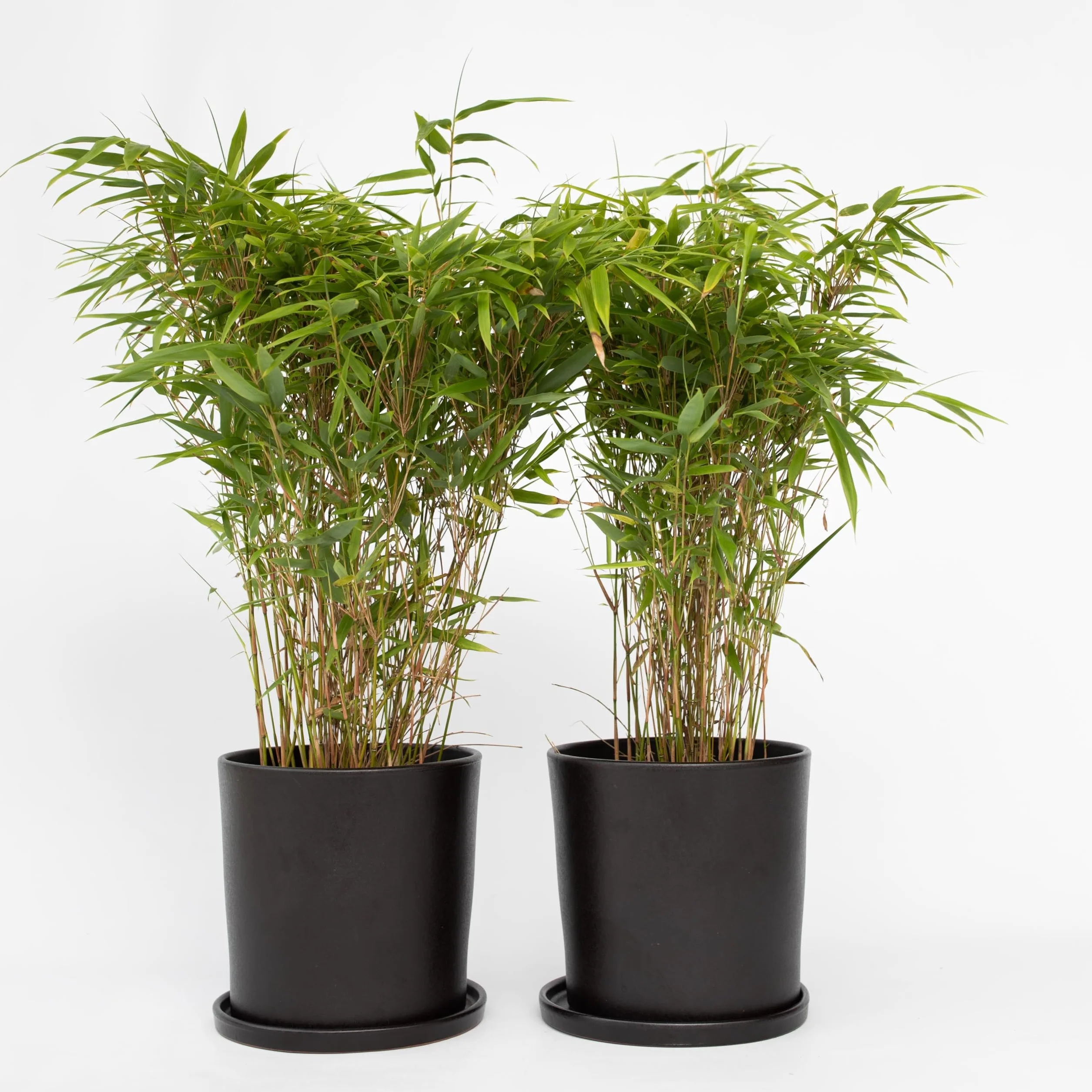 Fargesia nitida 'Gansu' Bambou sacré non traçant Pot 17cm 50-70cm Set de 6