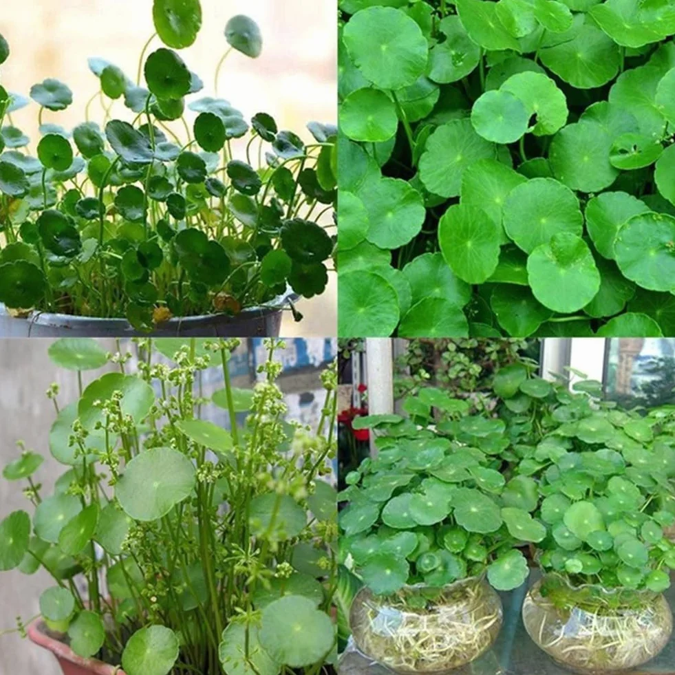 Dichondra Pistia graines, 50pcs graines de réservoir d'aquarium piscine étang jardin