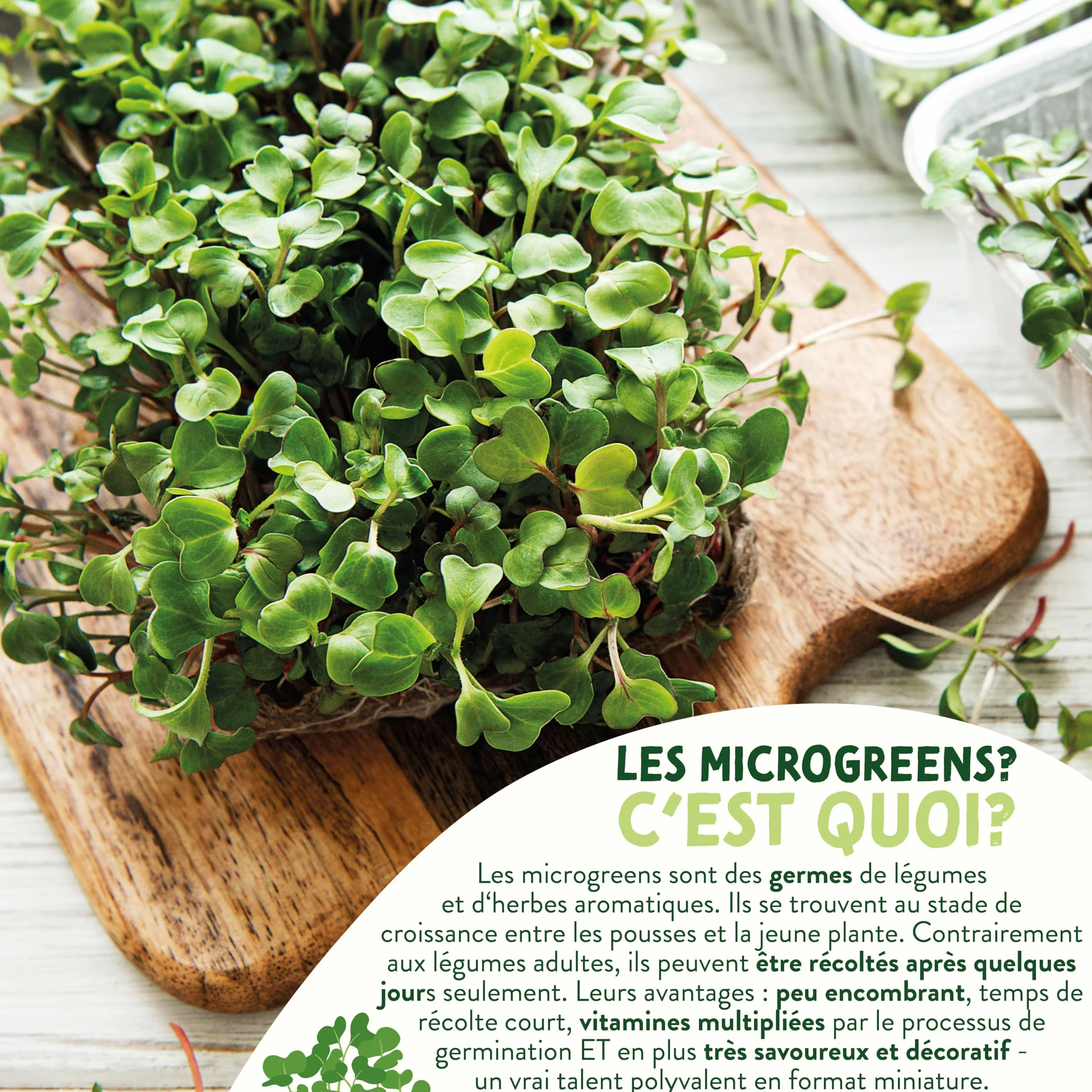 Valeaf Kit de Grains de Microgreens Assortiment de Semences Prêt à Pousser 8 Variétés de Pousses Germées