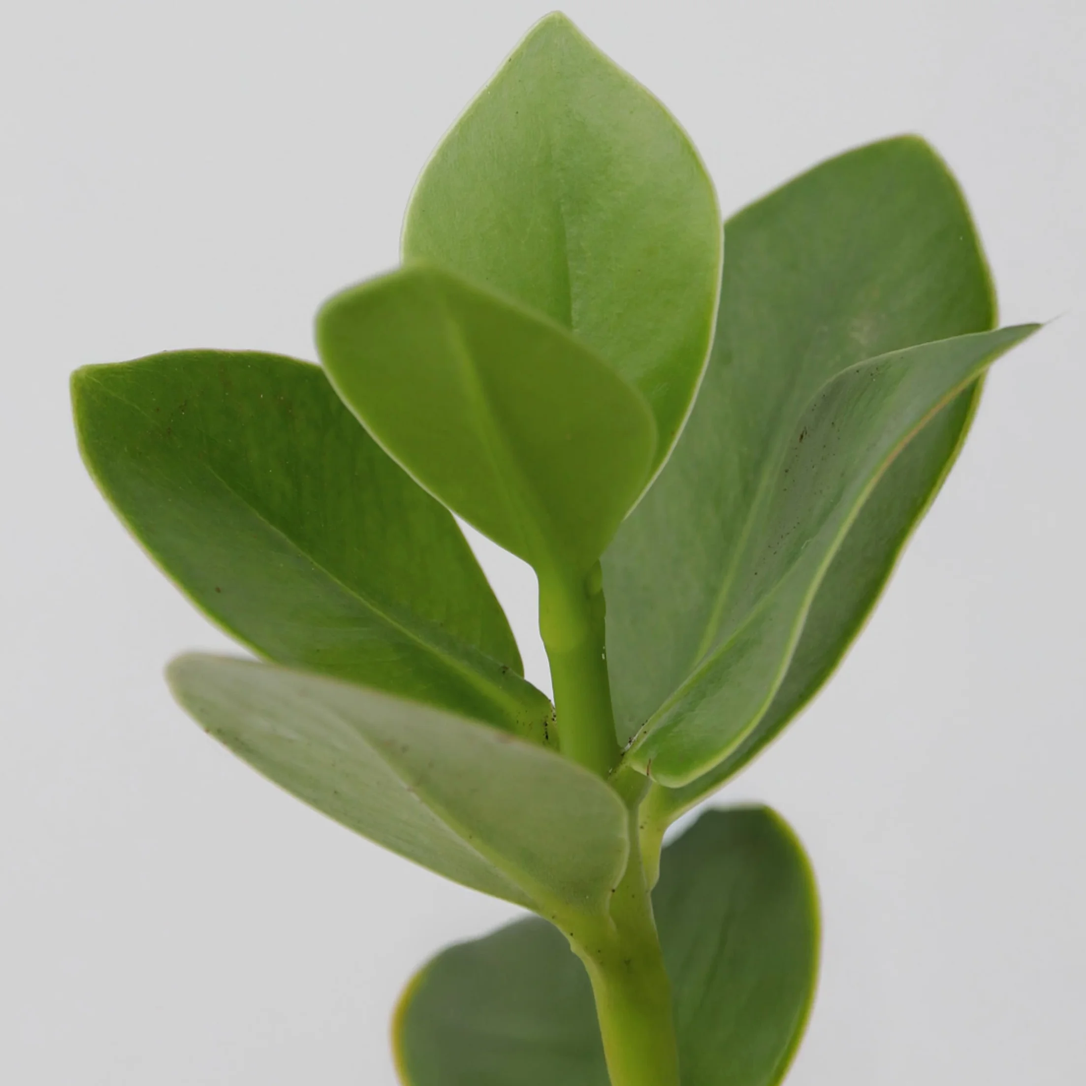 Clusia en verre Hydroponique Plante d'intérieur dans l'eau