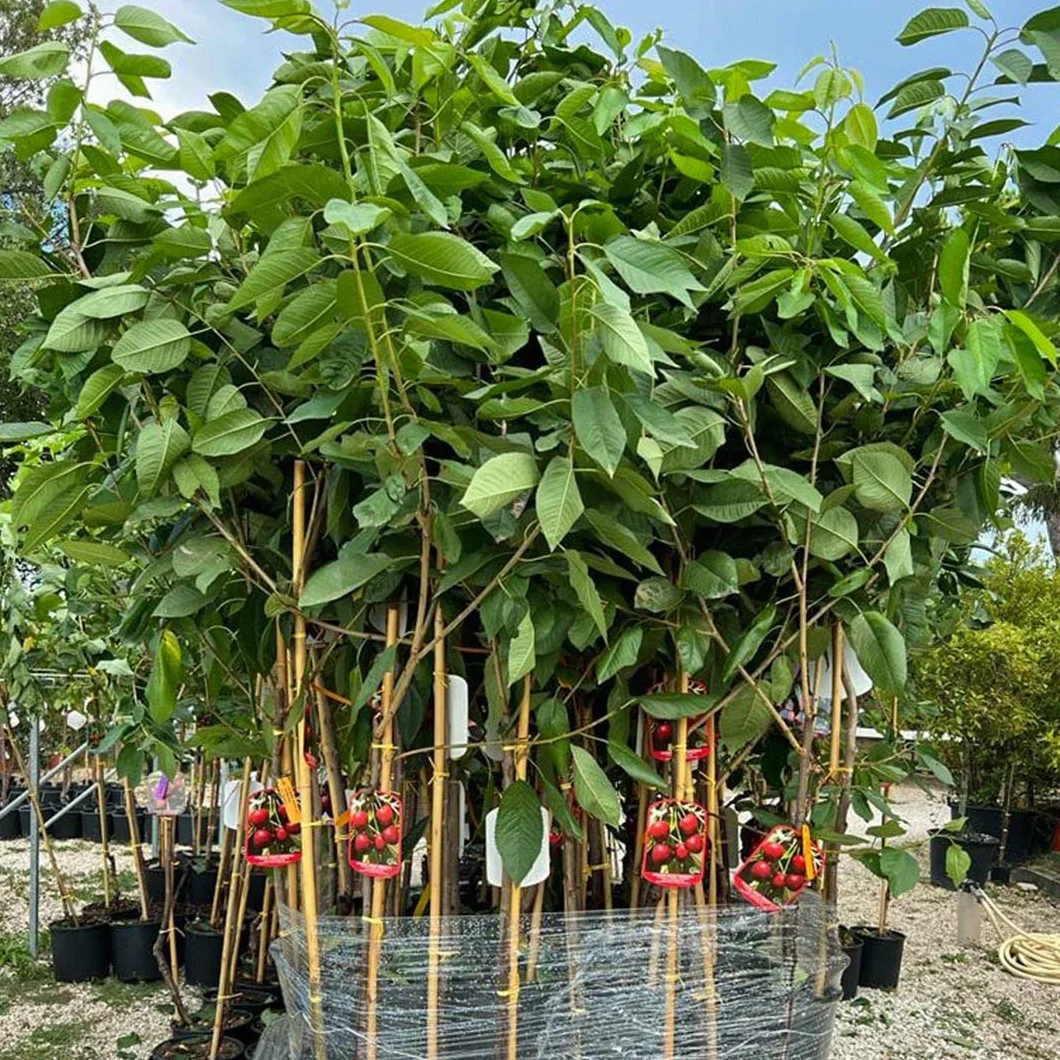Cerisier Bigarreau Burlat C1 – Plante Fruitière Pot 20 cm Hauteur 150-170 cm