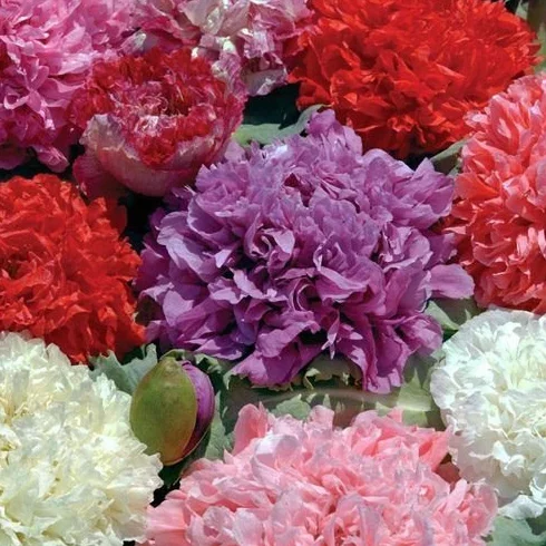 Papaver Pivoine Double Mix 500 graines de pavot