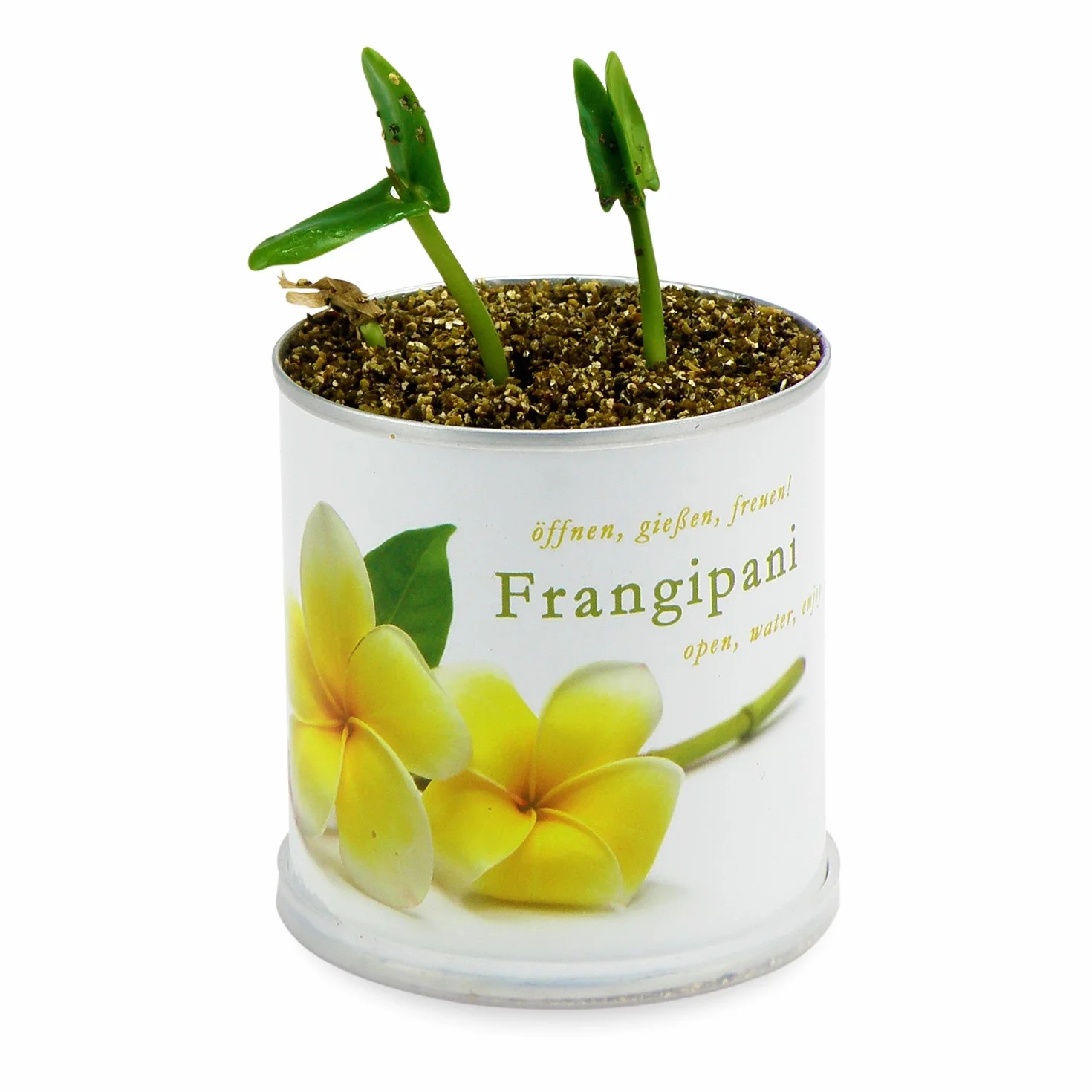 Frangipanier – Plumier de macflowers dans la boîte