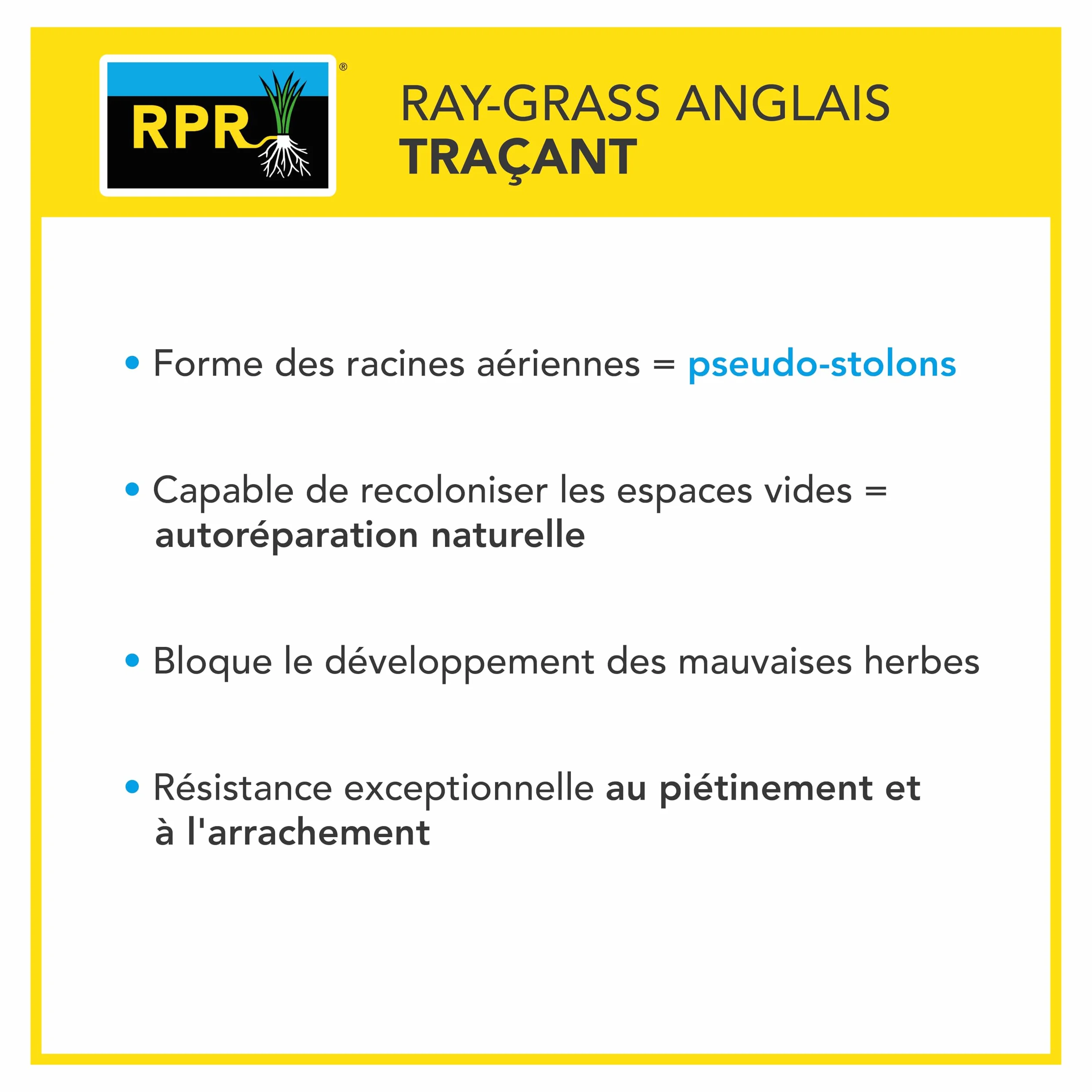 Barenbrug Gazon Terrain Sec sans arrosage 1KG Résiste Chaleur Sécheresse Forte Réduction Arrosage Autoréparation Naturelle
