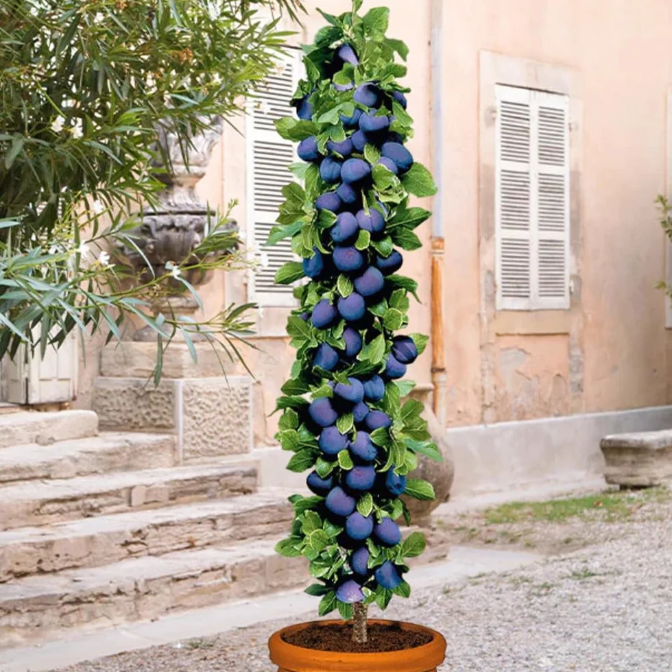 Arbres fruitiers colonnaires lot de 6 80/100 cm hauteur cerisiers pommiers poiriers