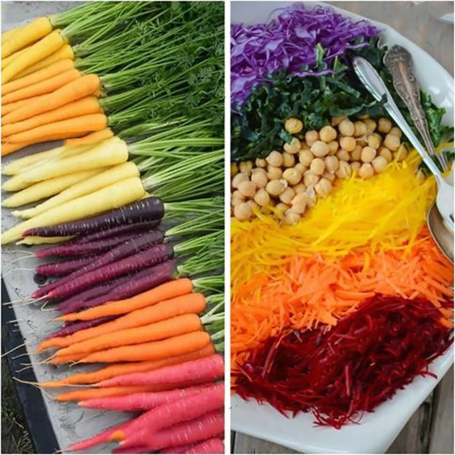 Graines De Carotte Sans OGM 500pcs Sac Mélangé Fantastique Héritage