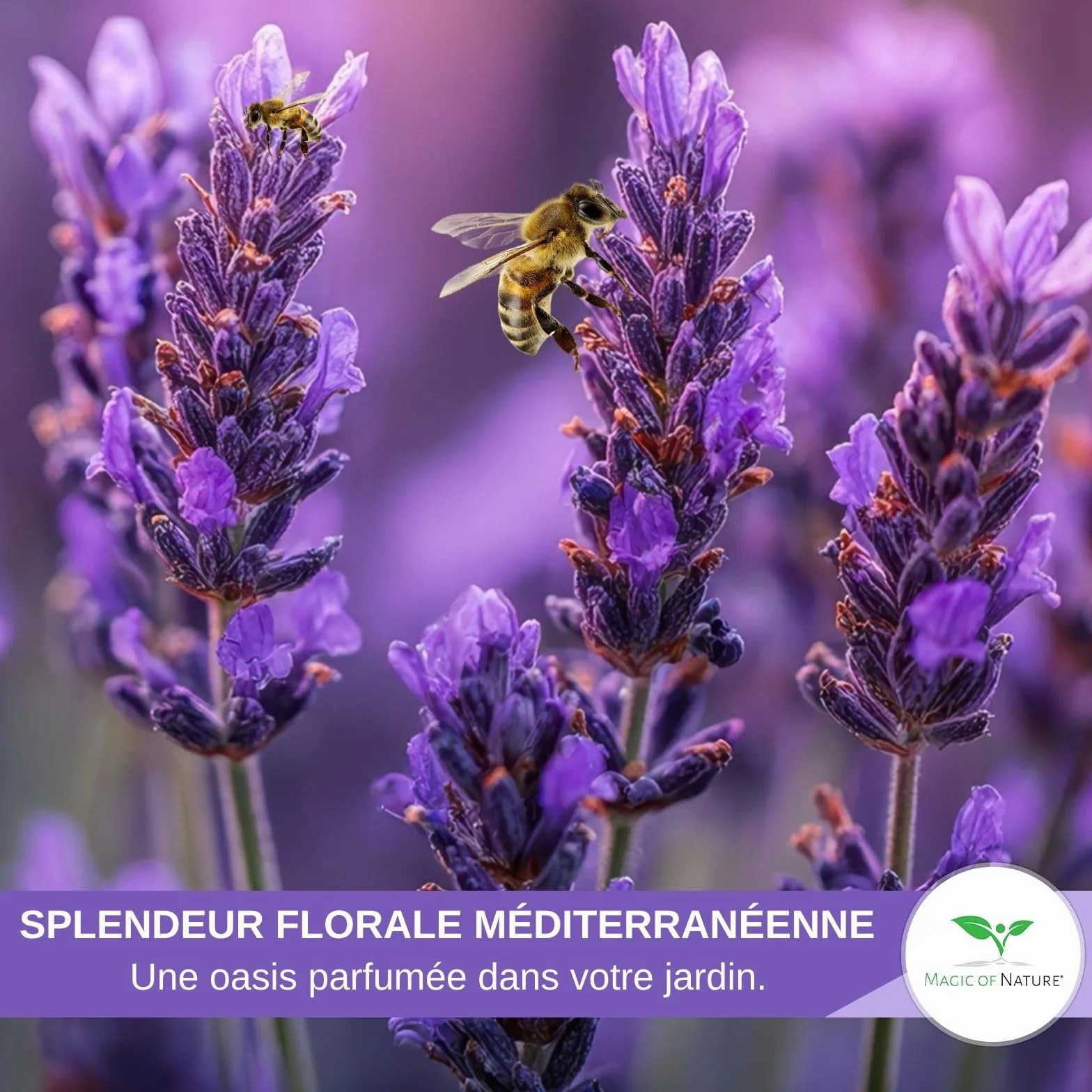 Graines de Lavande Vraie 150 Pcs – Semis Rustique Vivace – Plante Odorante pour Jardin