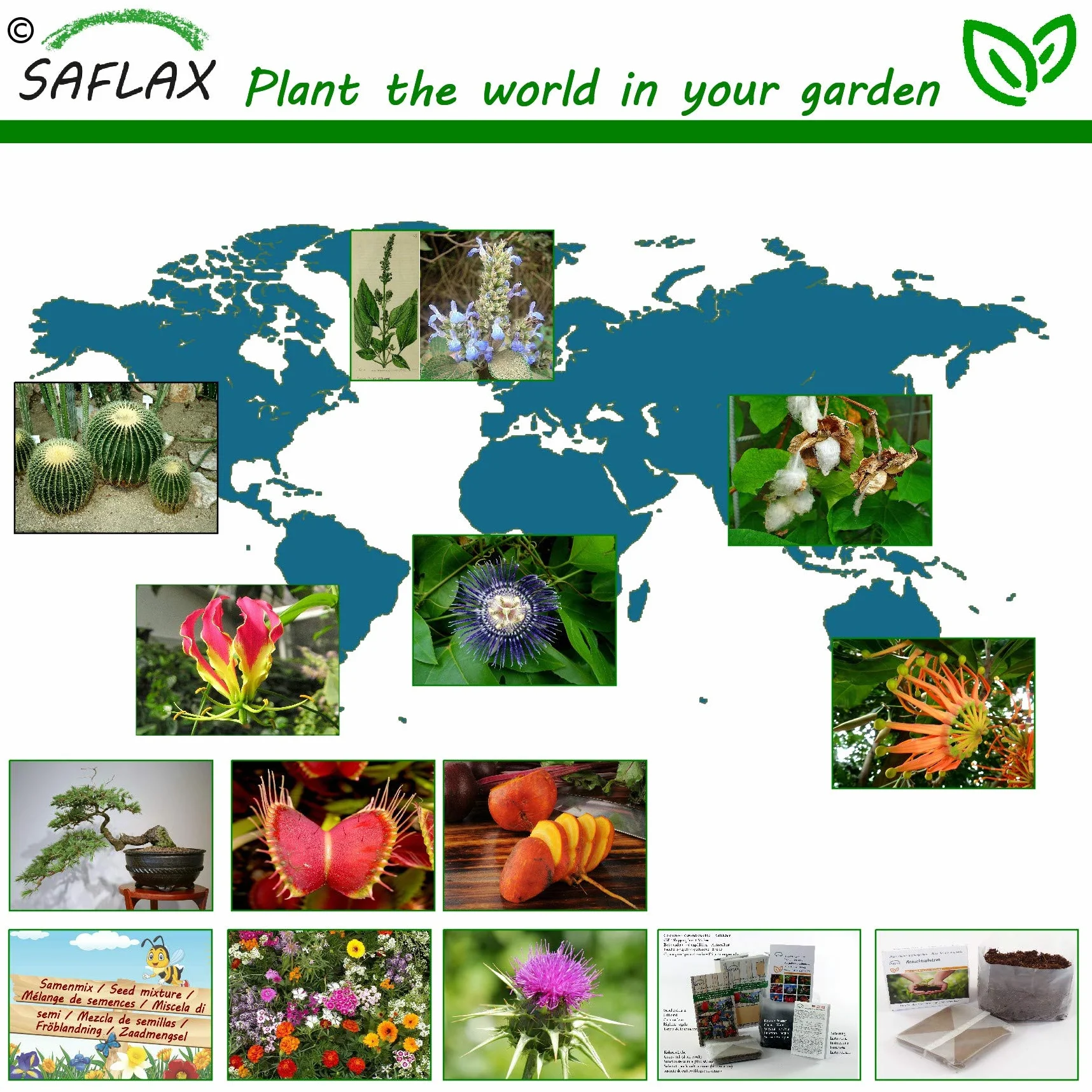 SAFLAX Glycine arbre Bolusanthus speciosus 15 graines