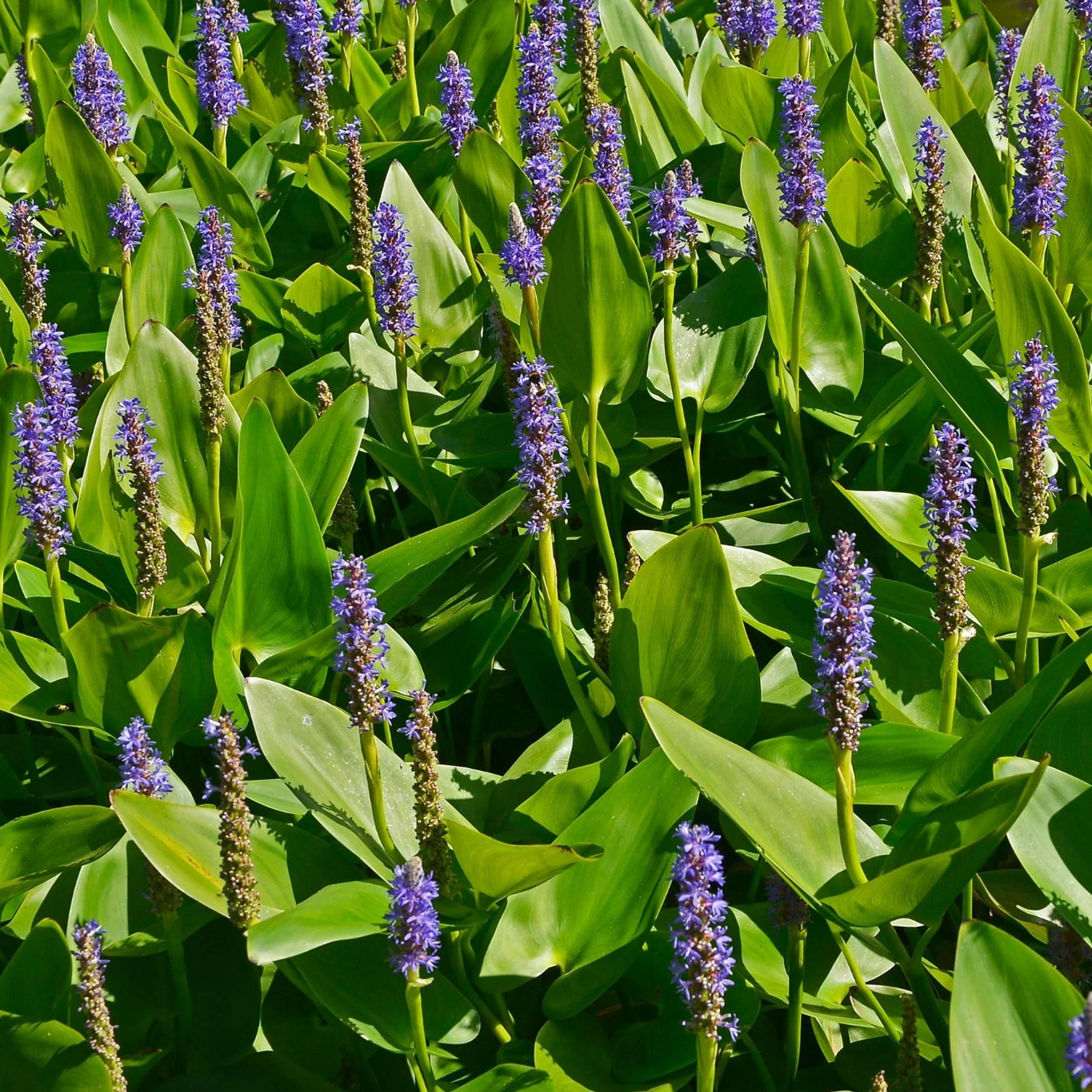 Bloomique Lot de 3 Plantes de Bassin Pontédérie Acorus Iris