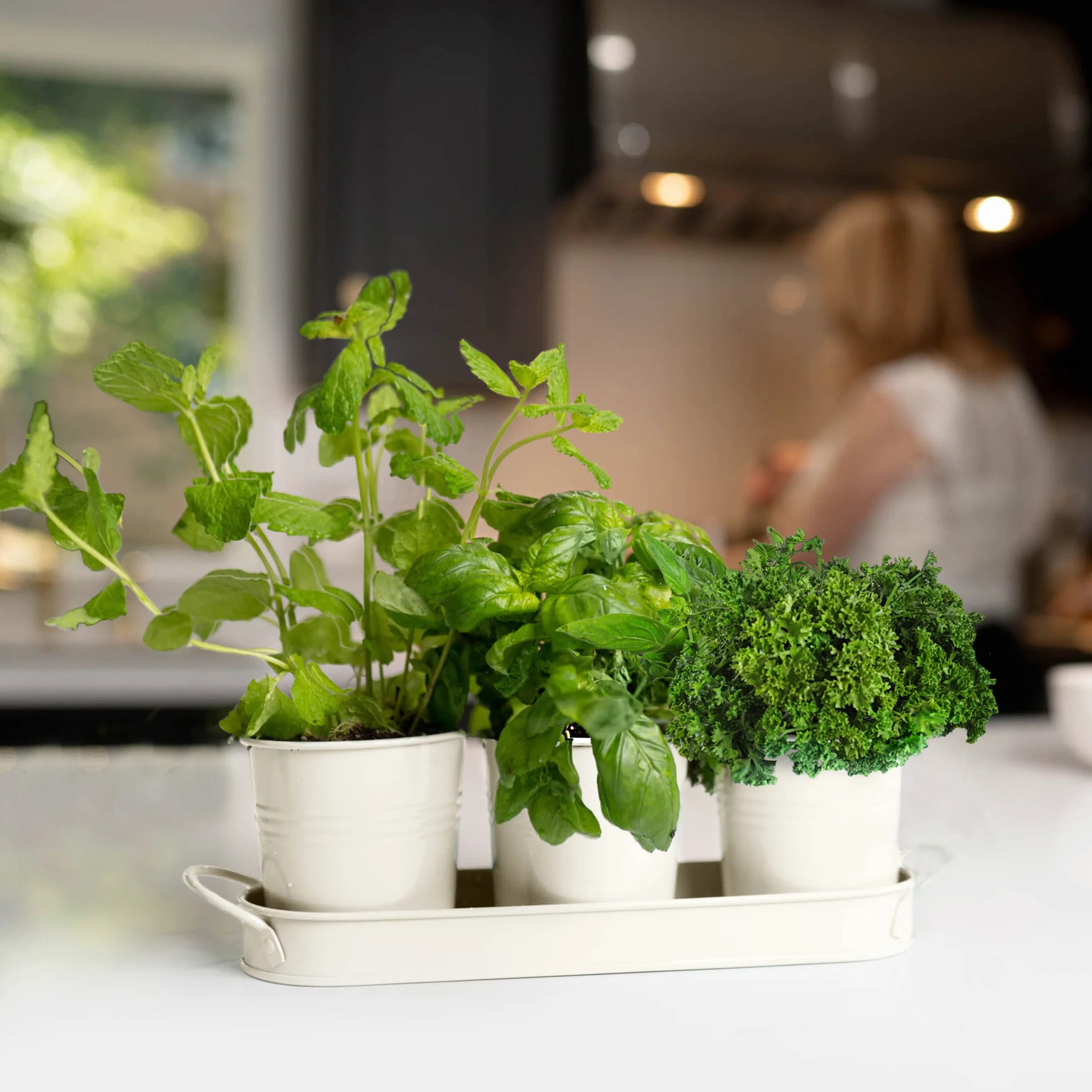 Pots Herbes Plantes d'Intérieur Plateau Kit Plantes Aromatiques Intérieur pour Basilic, Menthe, Persil