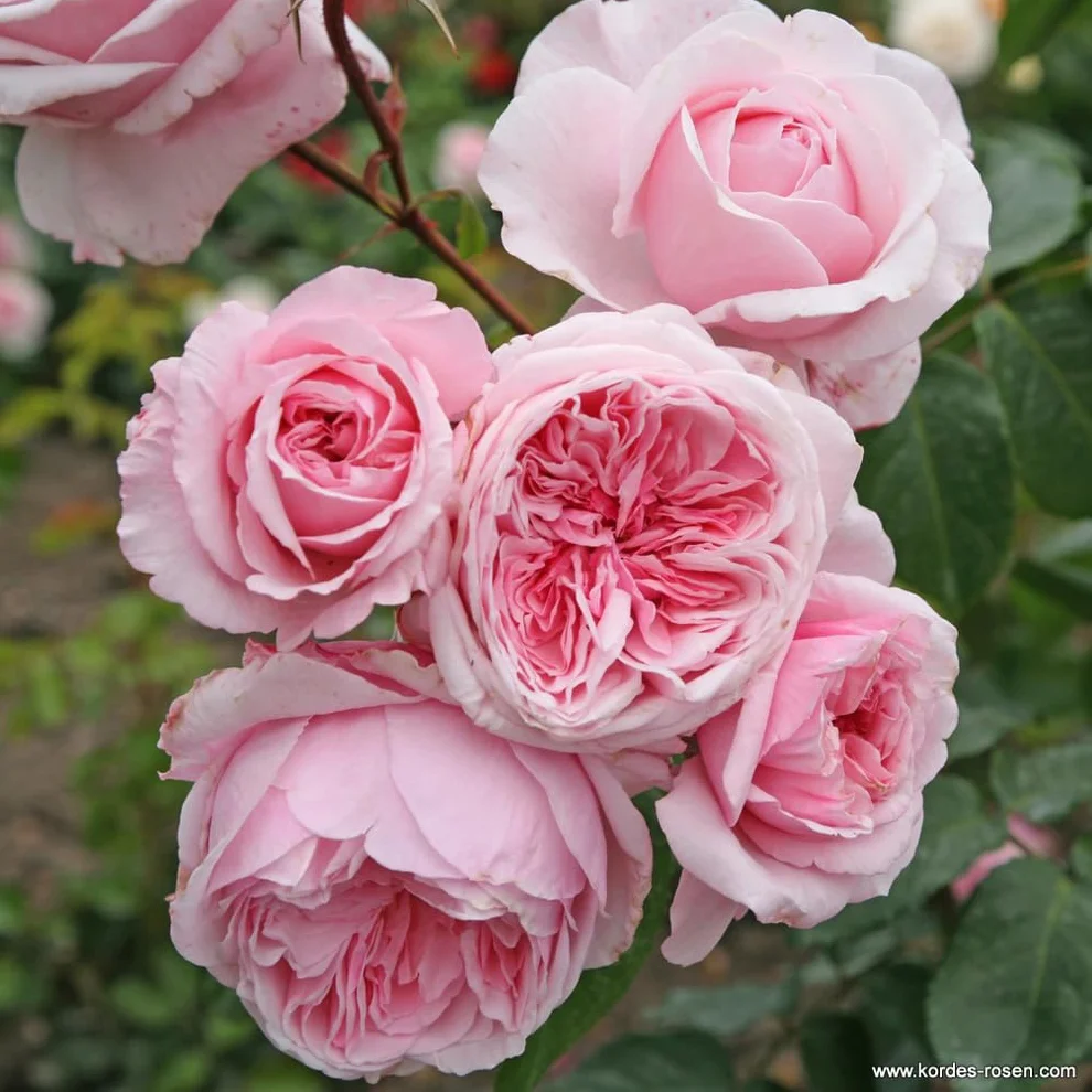 Rosier Rosa 'Kiss me Kate' pot 25-30 cm grimpant parfumé