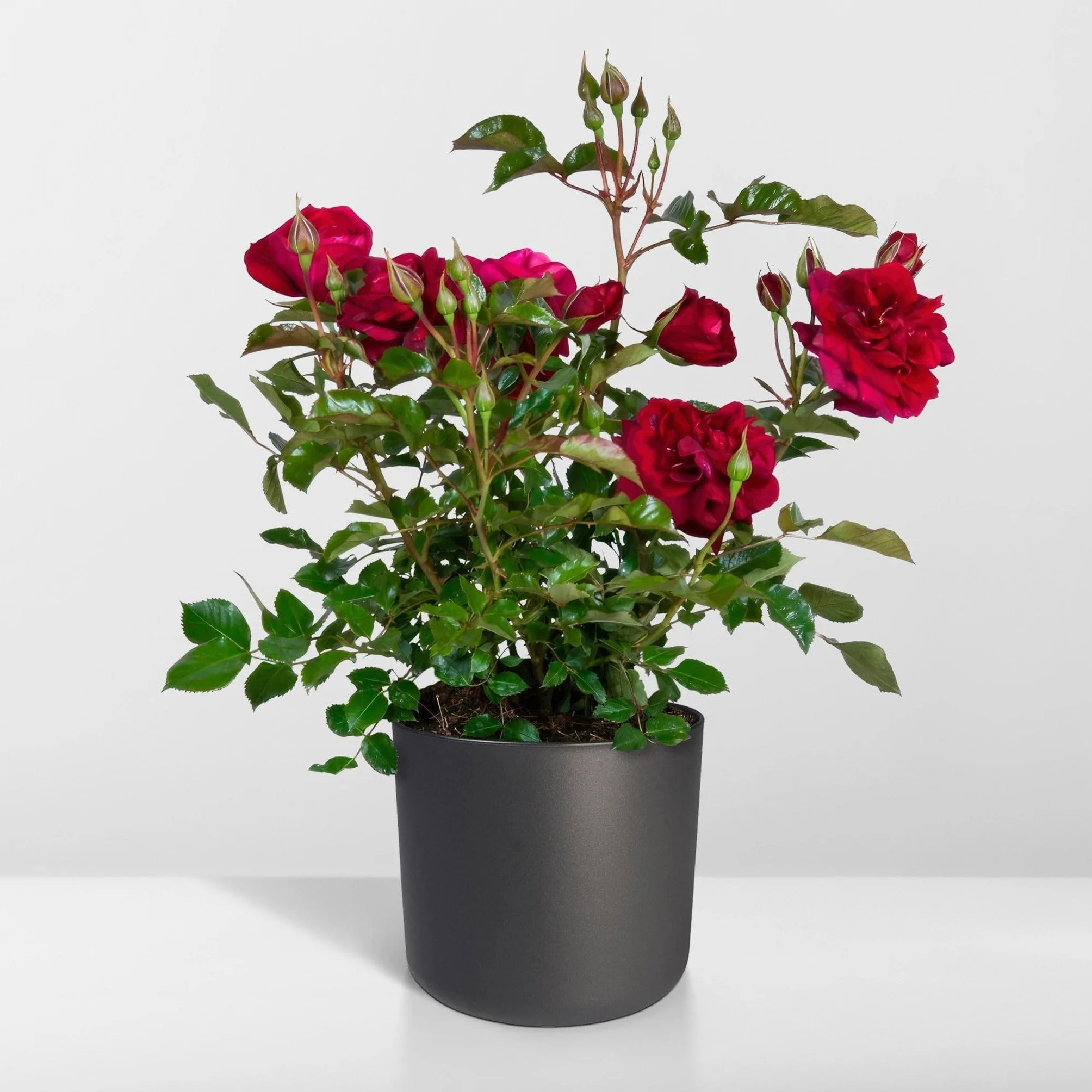 Rosier rouge plante fleurie d'extérieur