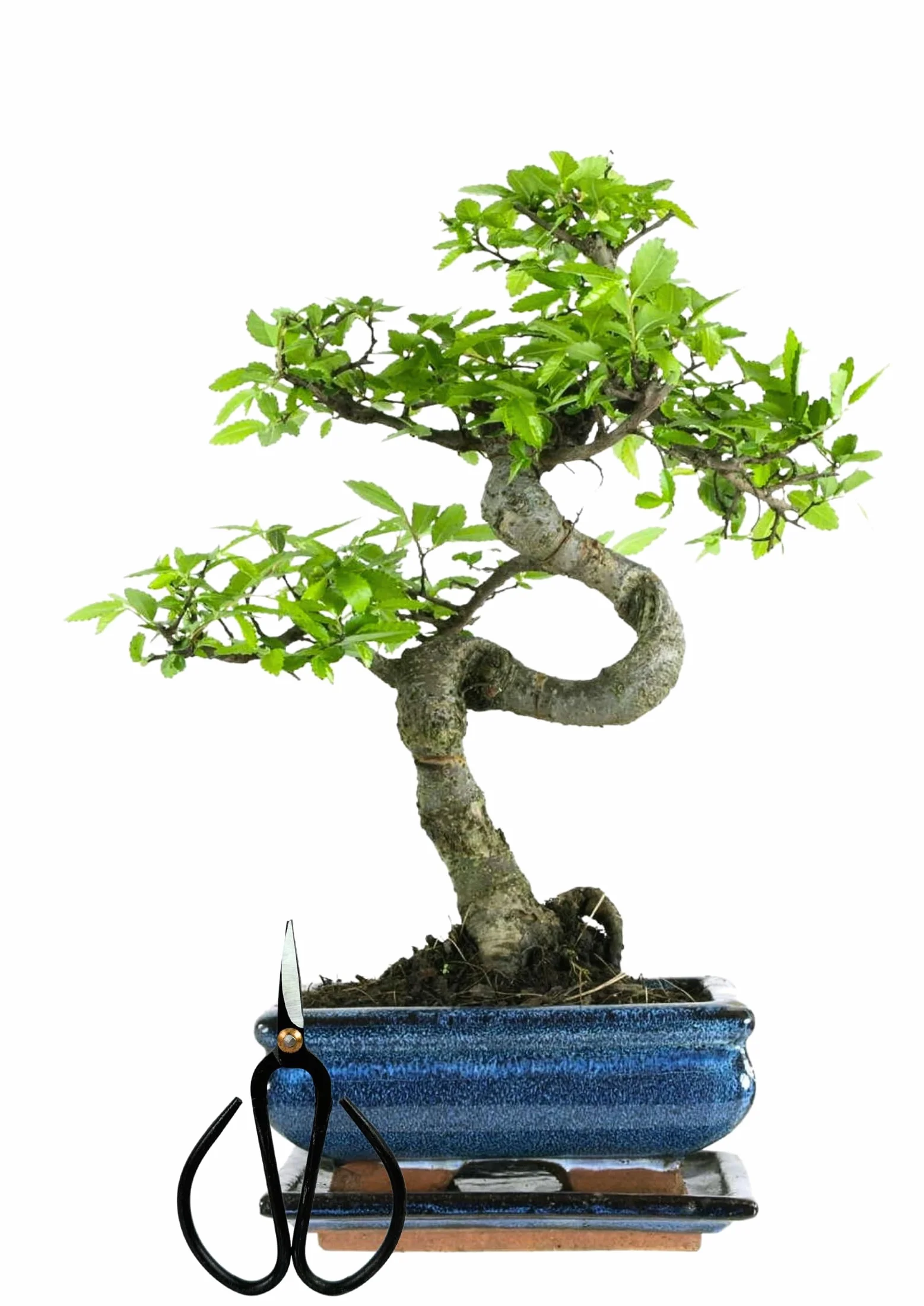 Bonsaï Orme Chinois avec Pot Céramique 25-35 cm - Coffret Cadeau Bol 15 cm