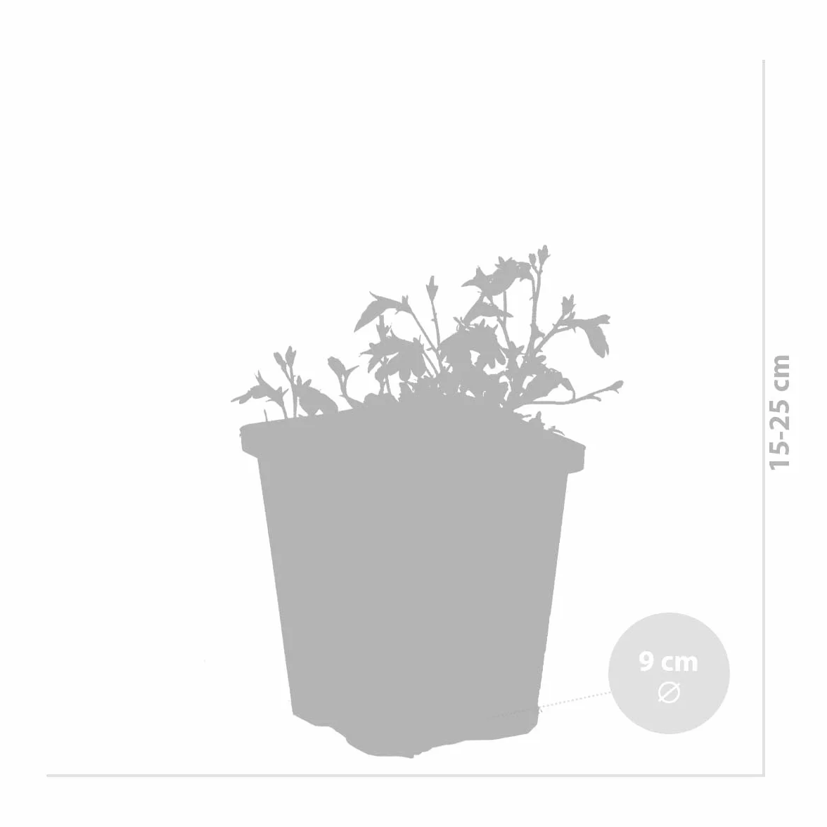 Bloomique Myosotis Palustris Plantes de bassin Plantes aquatiques Rustique Hauteur 10-20 cm Pot 9 cm