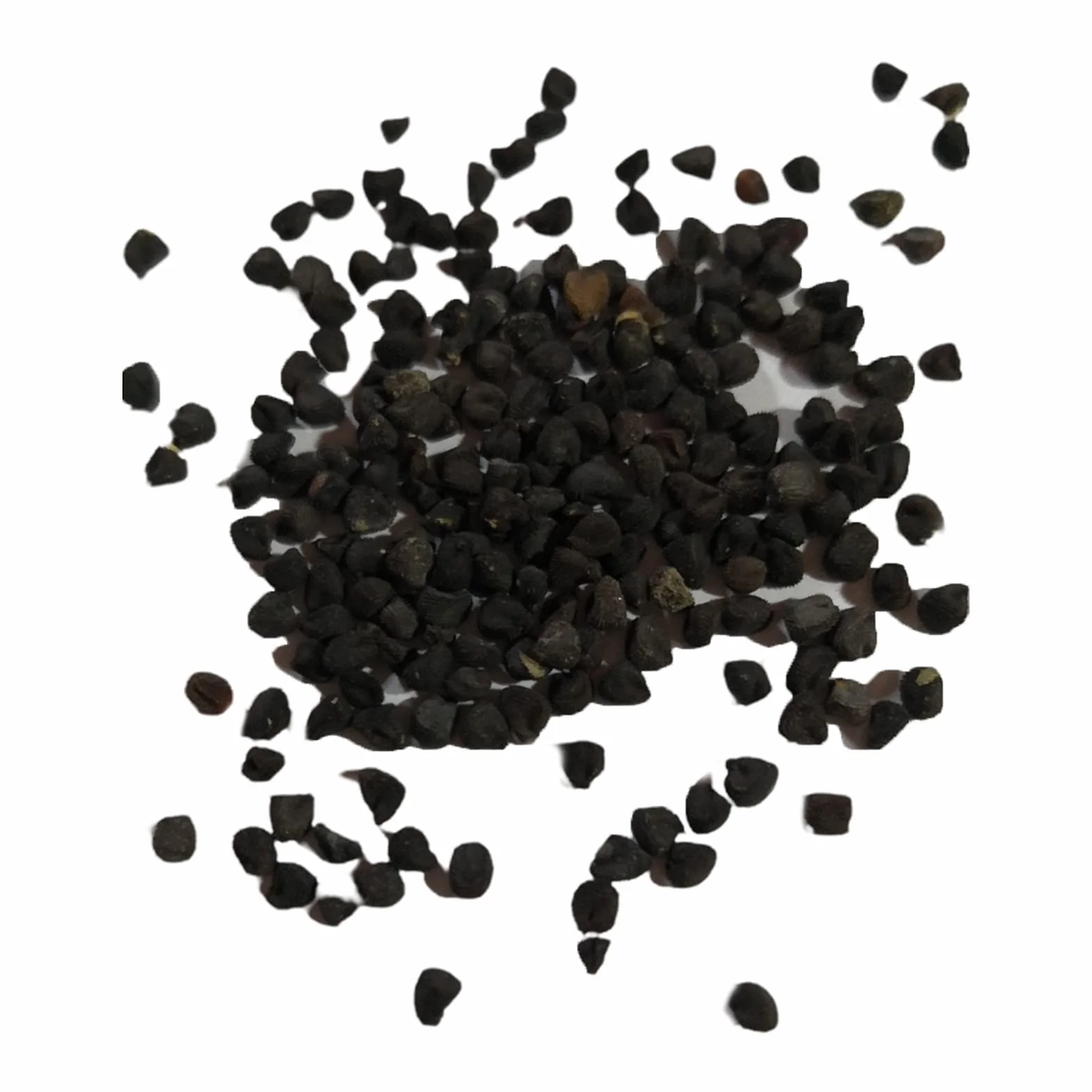 Graines De Curry Faciles à Entretenir Haute Germination 300pcs Plantes D'intérieur