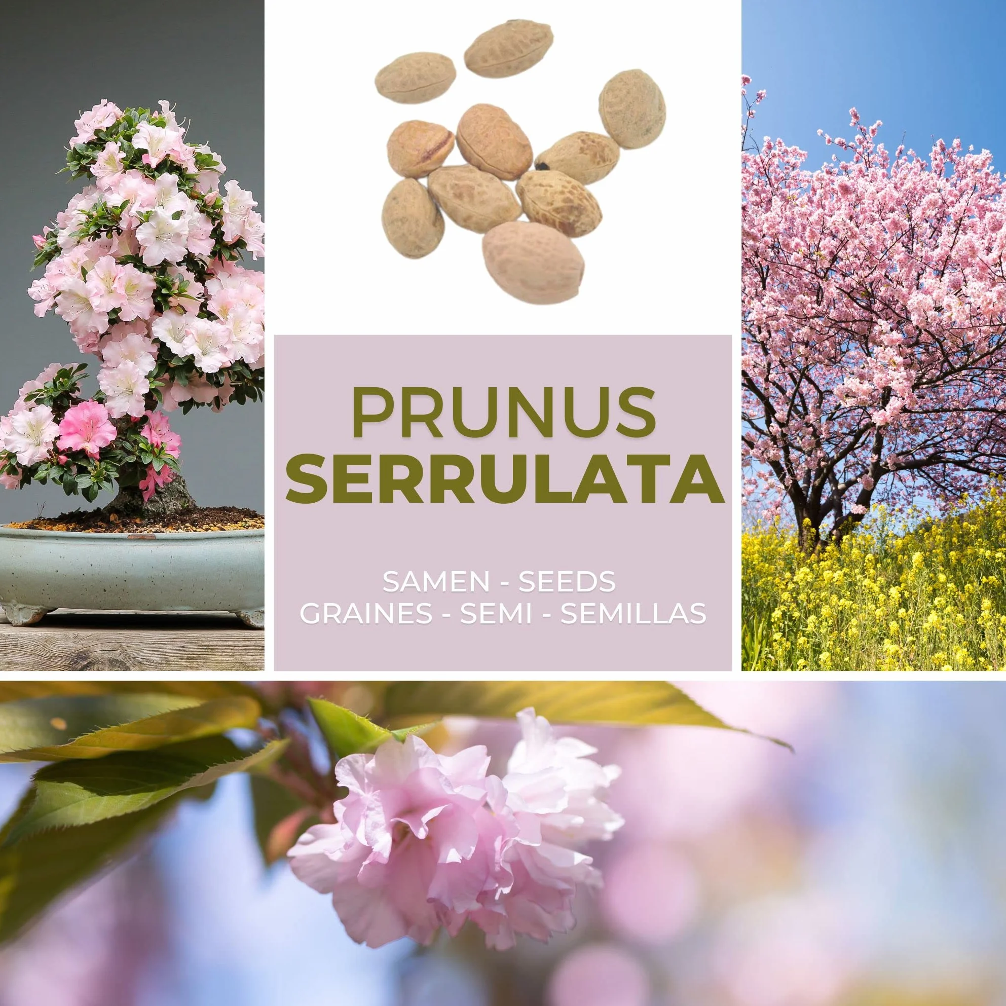 Magic of Nature Cerisier du Japon Graines de Sakura 10 Pcs - Semis Rustique Arbuste Jardin Bonsaï