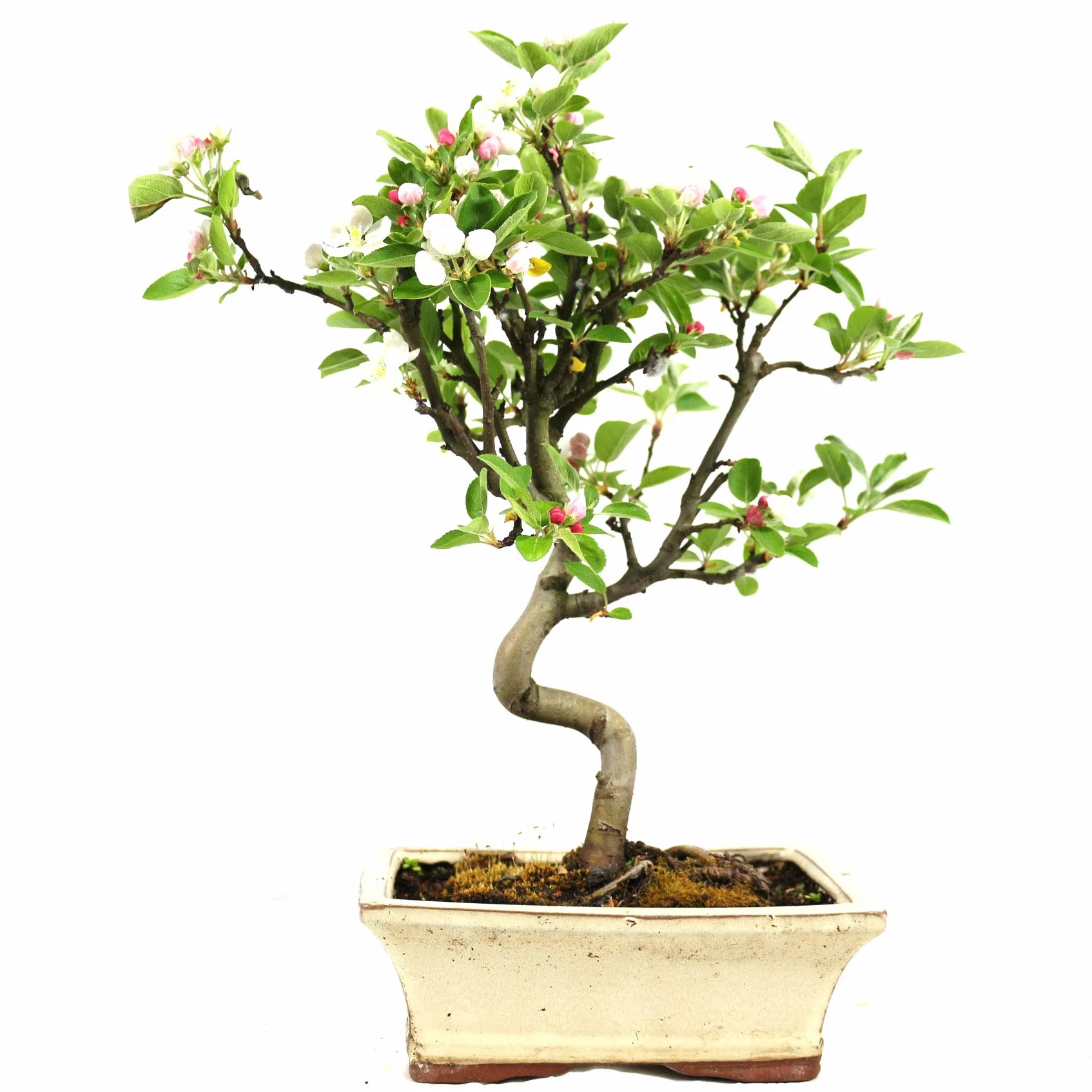 Bonsaï d'extérieur Malus Pommier décoratif 8 ans 32 cm