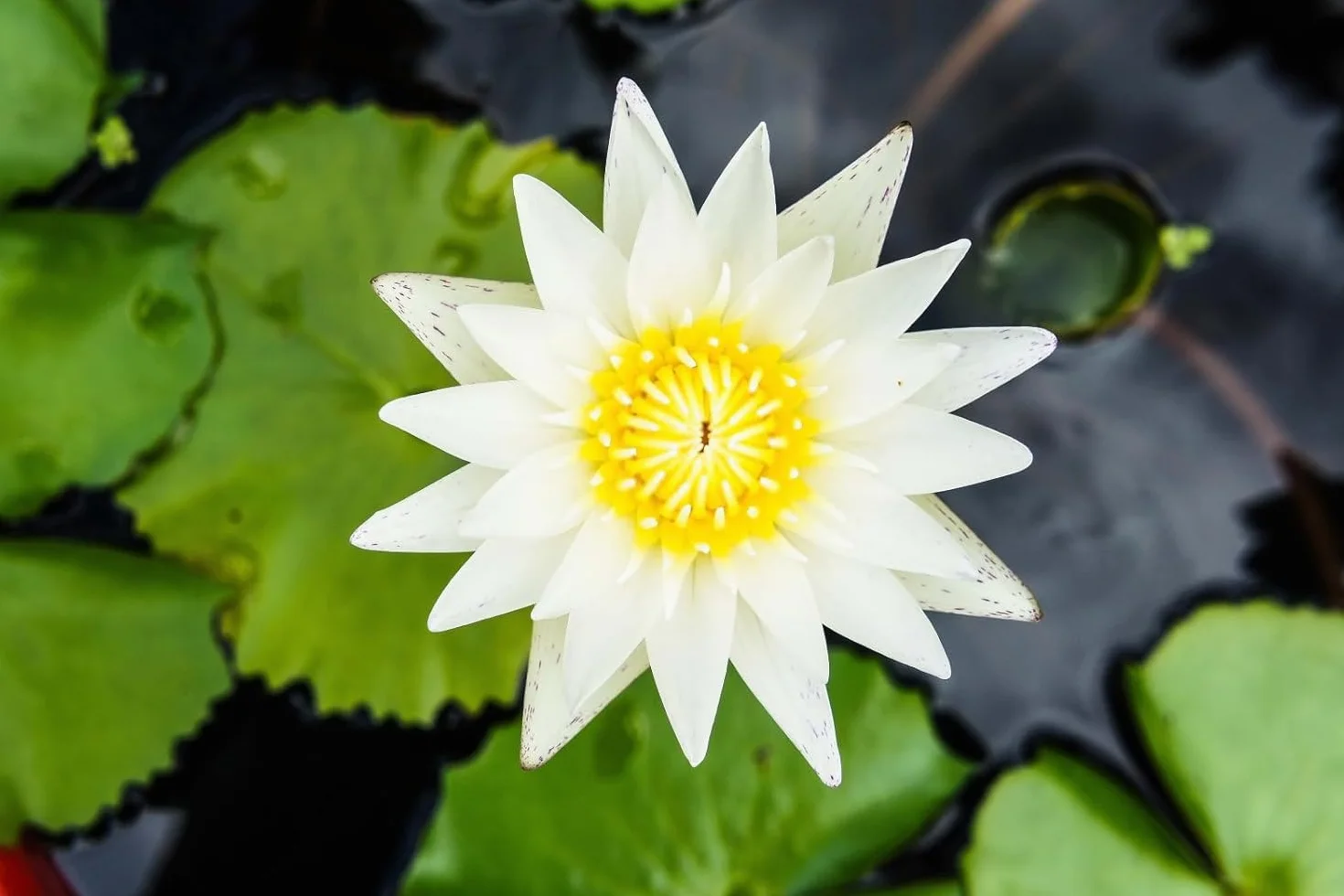 Lotus Lot de 40 pièces pour mini étangs, bols et chambres