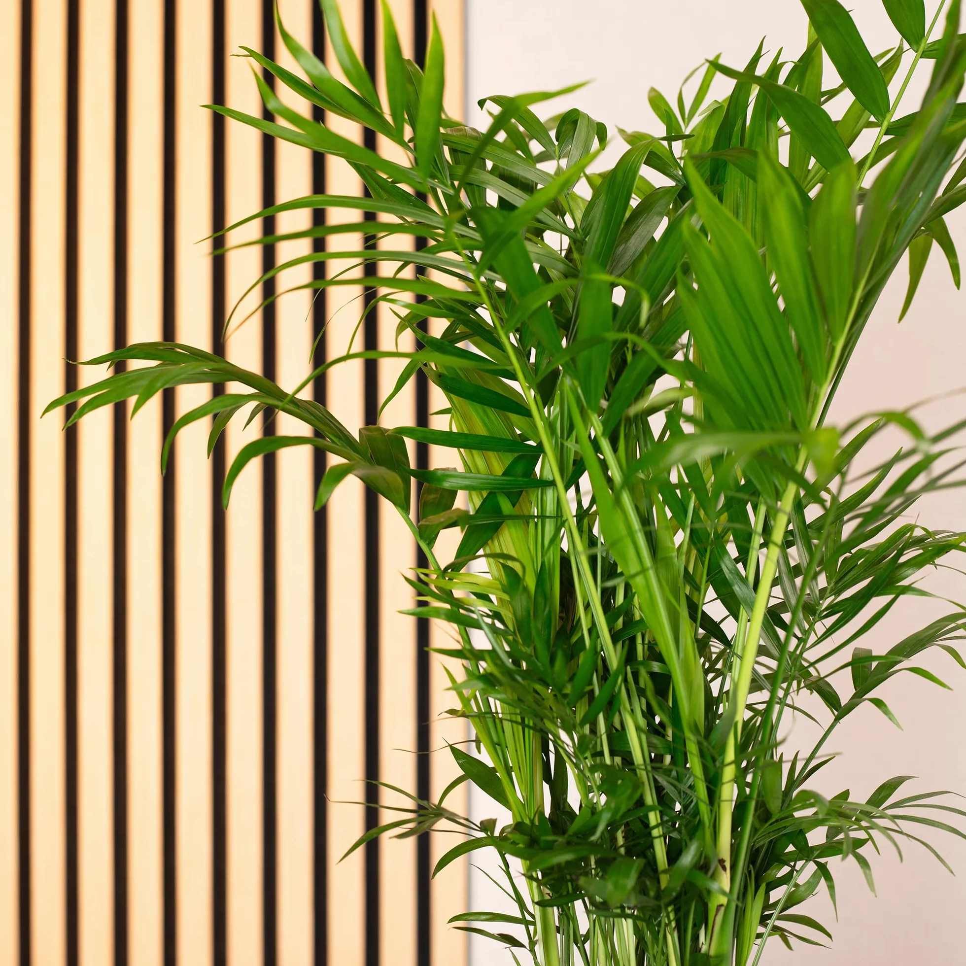 Chamaedorea elegans Palmier de montagne 70 cm pot Ø 17 cm plante intérieur