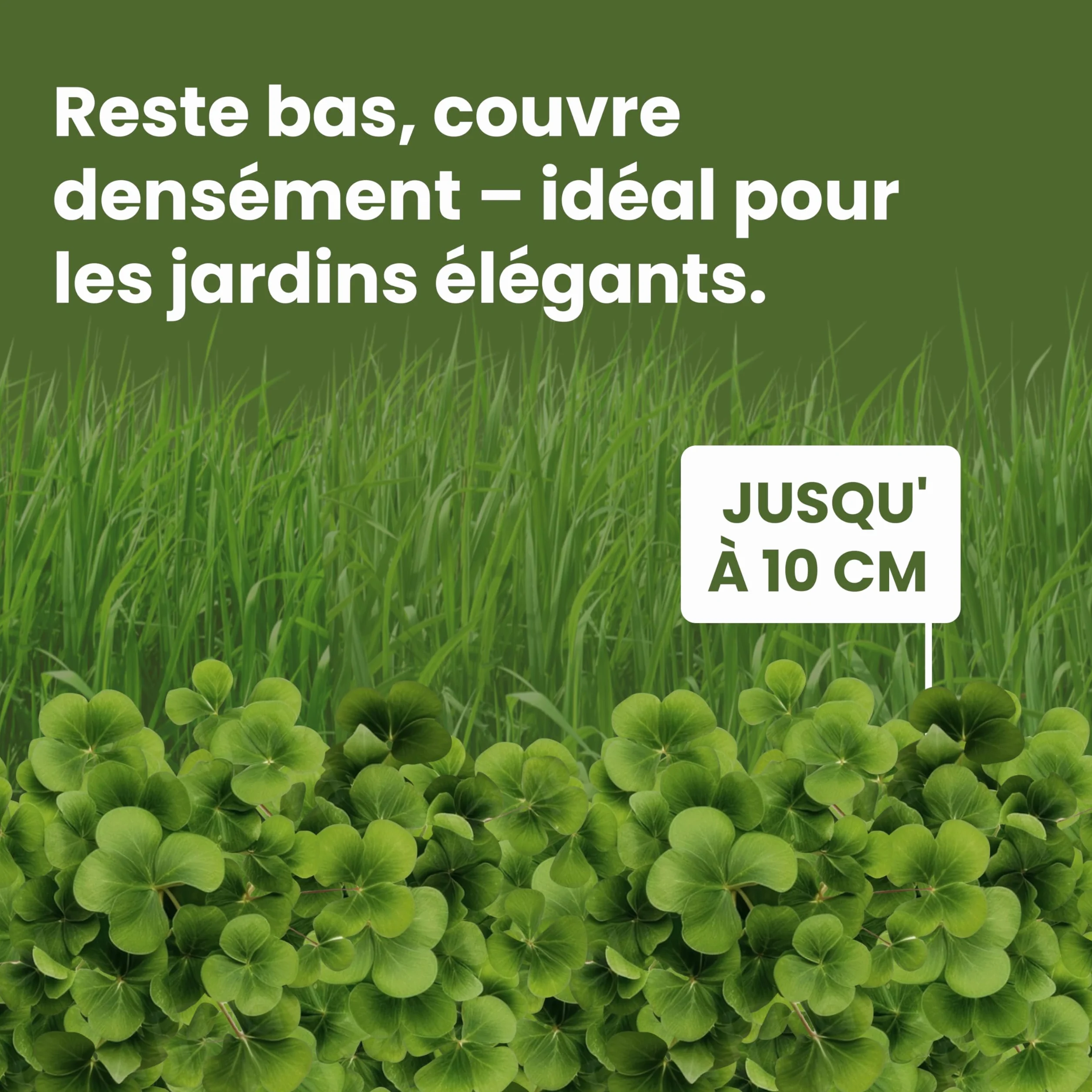 LERAVA® Trèfle blanc 50 m² Fixateur d’azote naturel Couverture strisciante Améliore la fertilité du sol Pour pelouses et jardins
