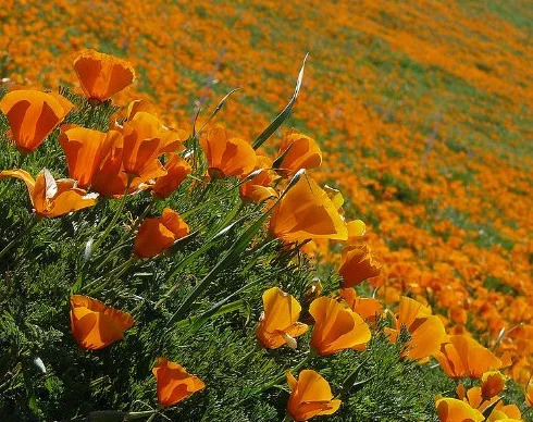 Pavot de Californie Graines de fleurs 1000 Orange