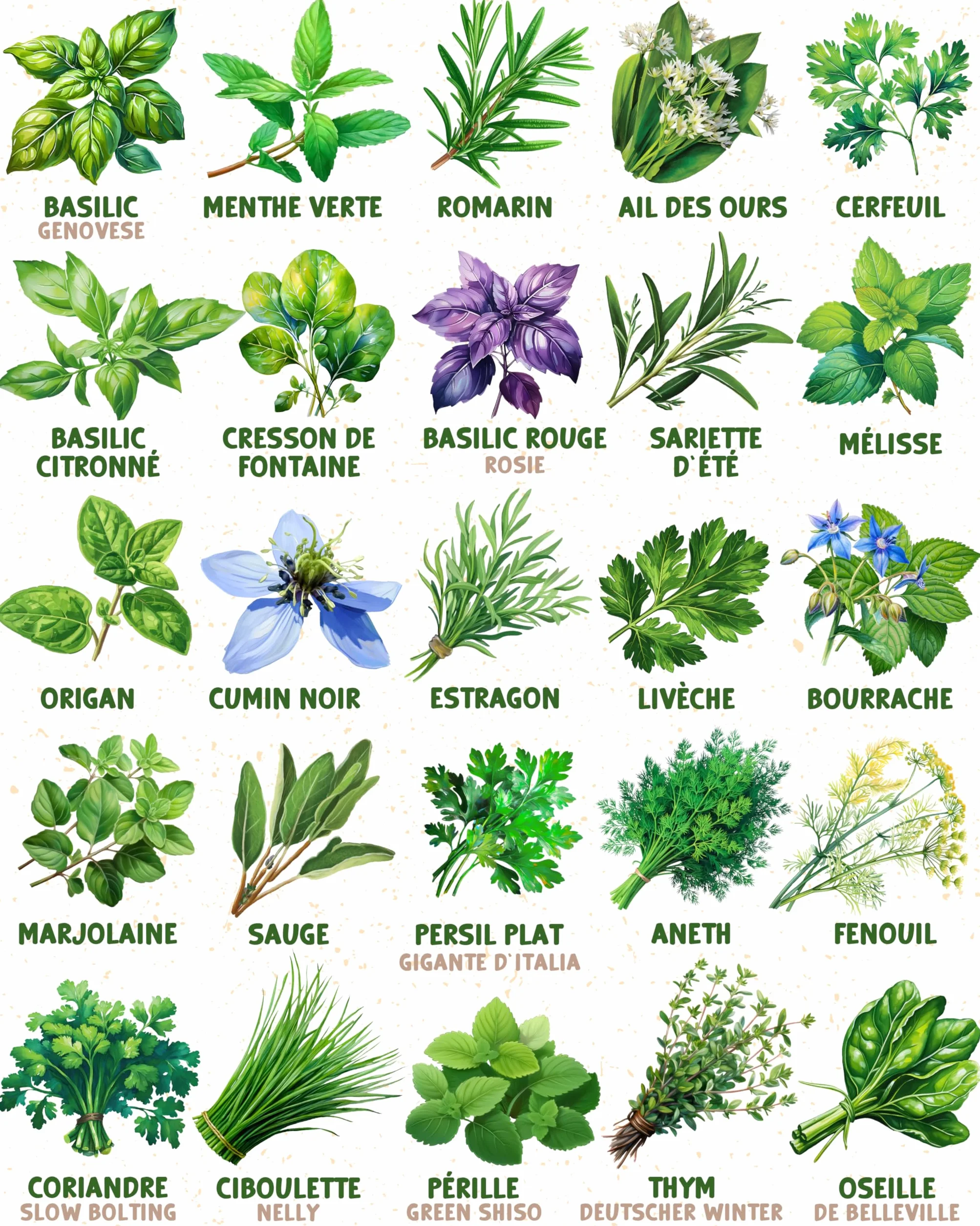 Kit de graines de herbes aromatiques bio 25 variétés ZenGreens® pour jardin balcon jardinière