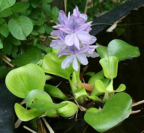 L'Eau Hyacinth flottant Bassin Plante plantes aquarium