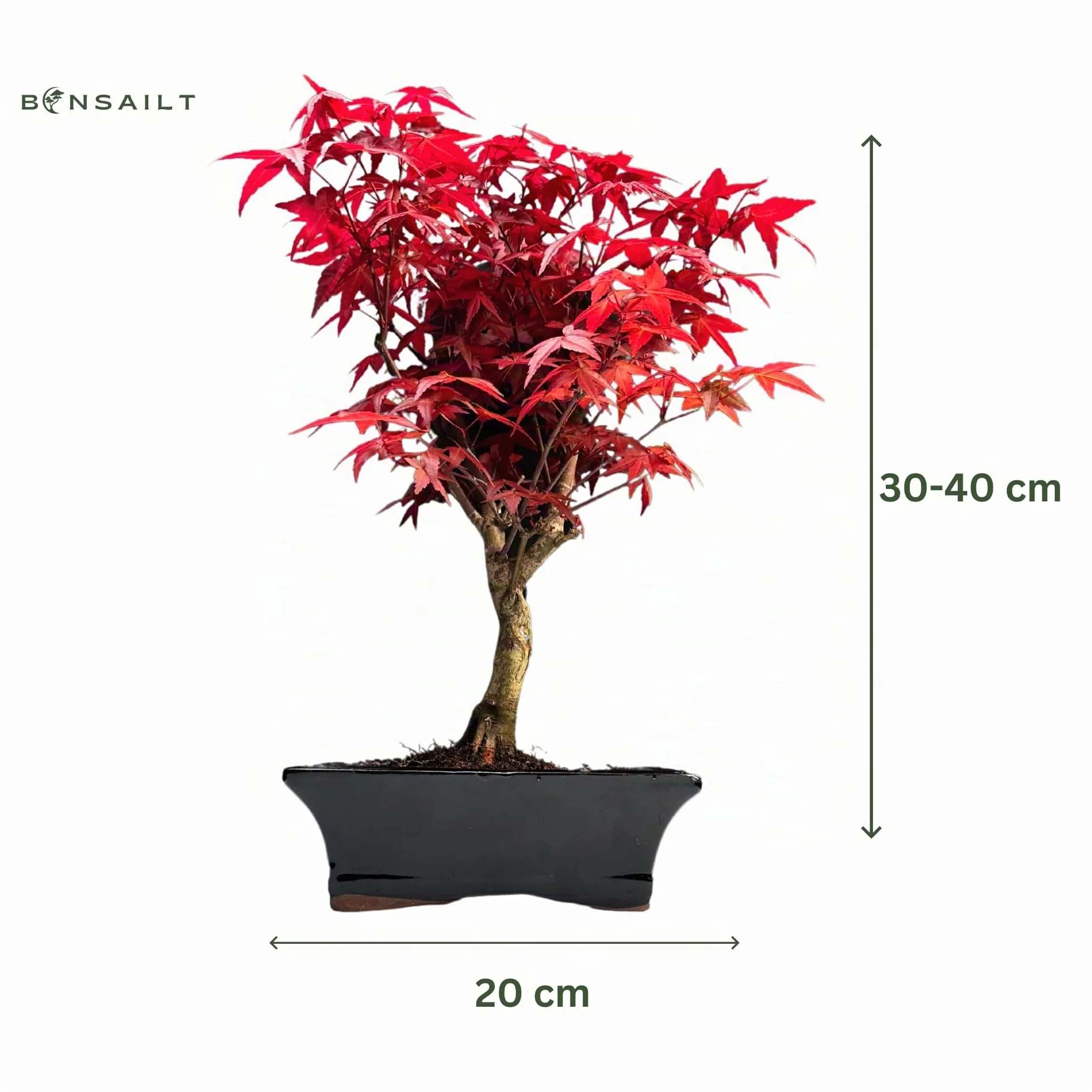 Bonsaï Érable Japonais Acer Deshojo P20 25-30 cm