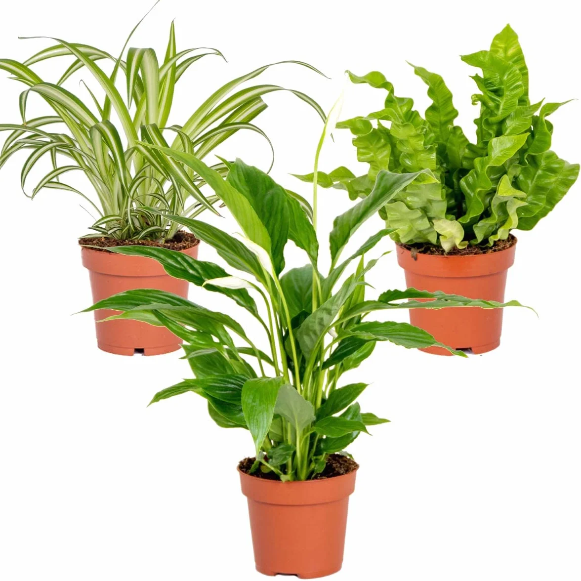 Bloomique Lot de 3 Spathiphyllum Asplenium Chlorophytum Dépolluantes 25-45 cm
