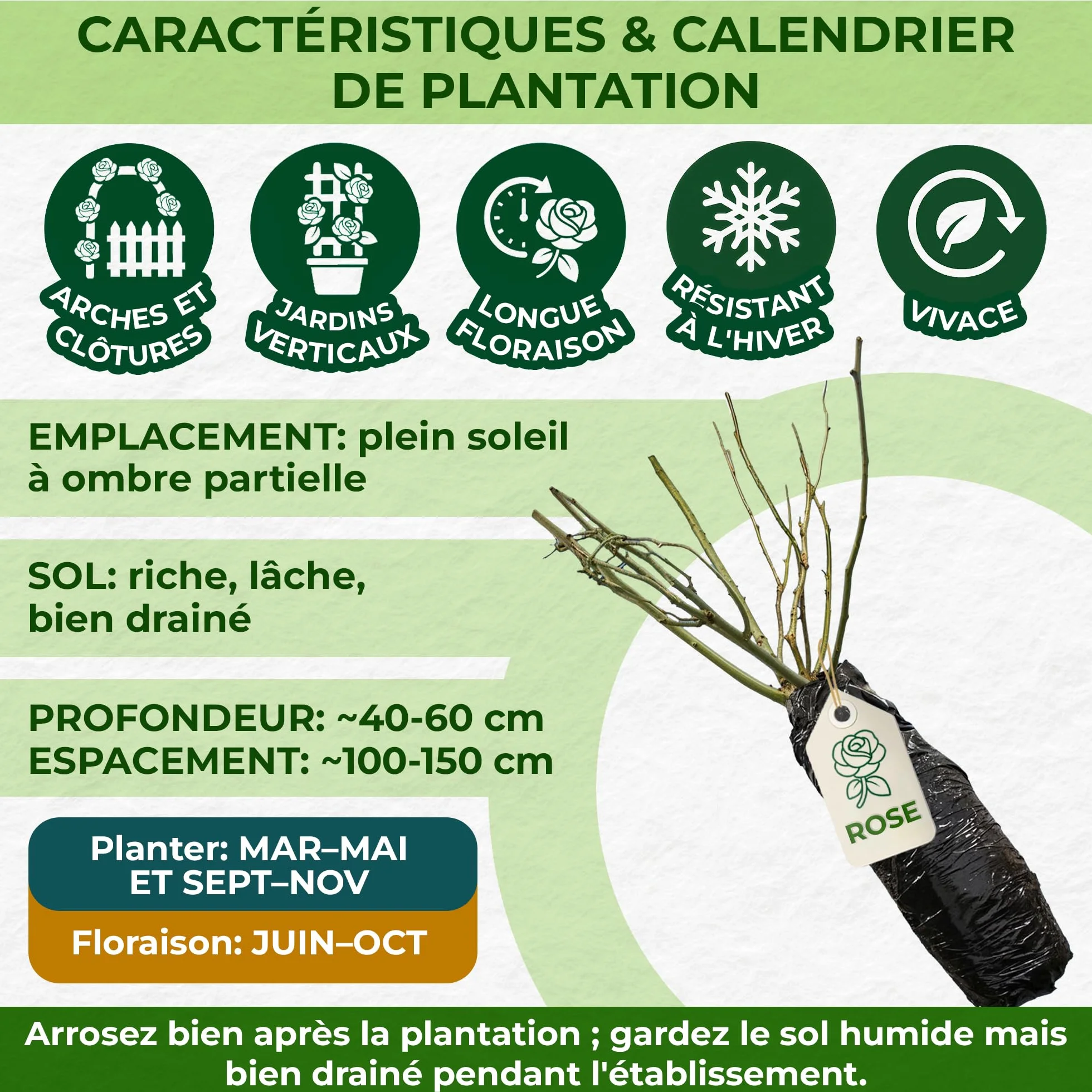 Rose Collection 3 Plantes Fleurs à Planter Exterieur Parfumées Vivaces Résistantes Plantes de Hollande Mélange Coloré