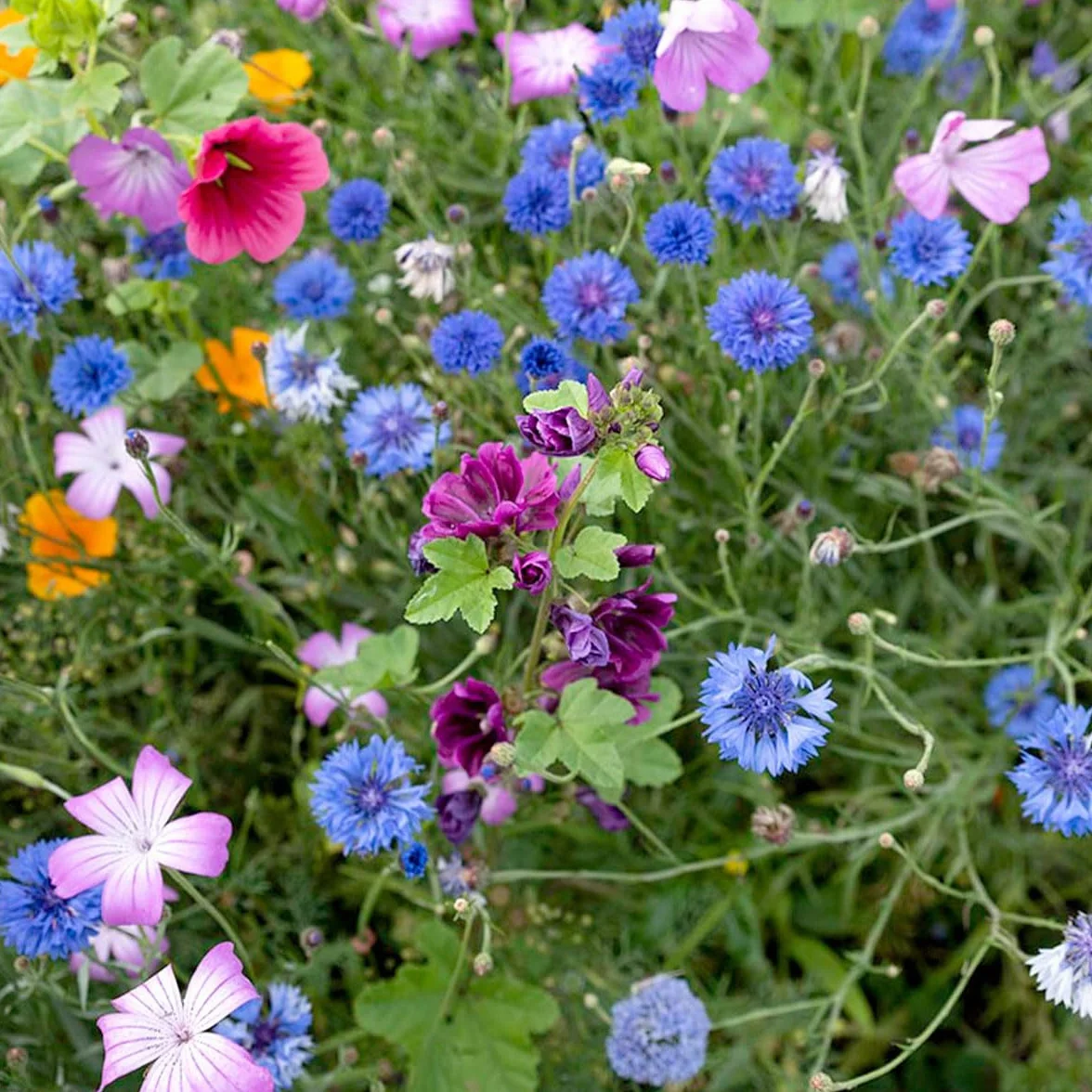 Mélange de fleurs sauvages annuelles et vivaces 250 g 125 m² 62 variétés multicolores nectar abeilles papillons
