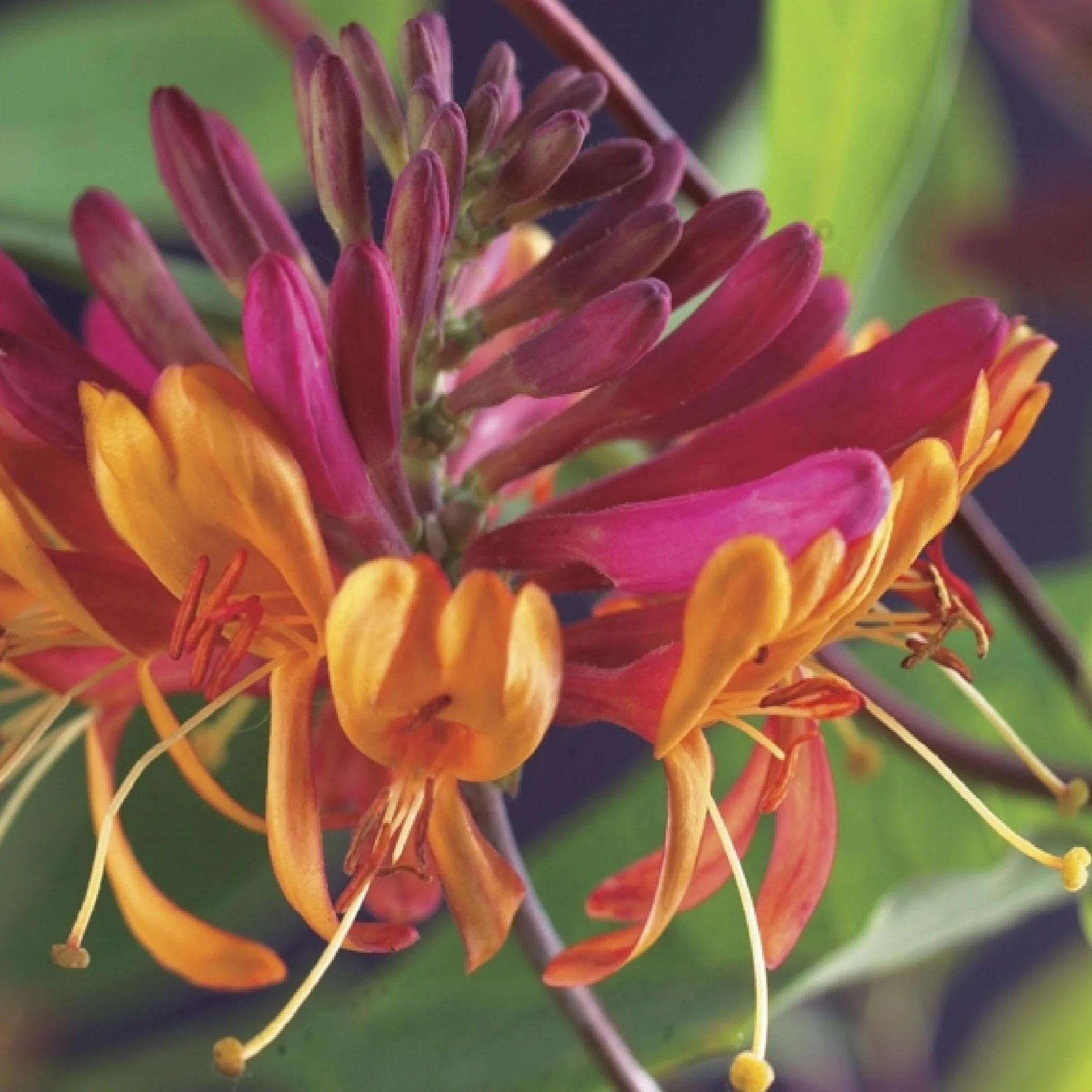 Lonicera heckrottii Goldflame Chèvrefeuille 2 plantes Pot 11cm Hauteur 40cm