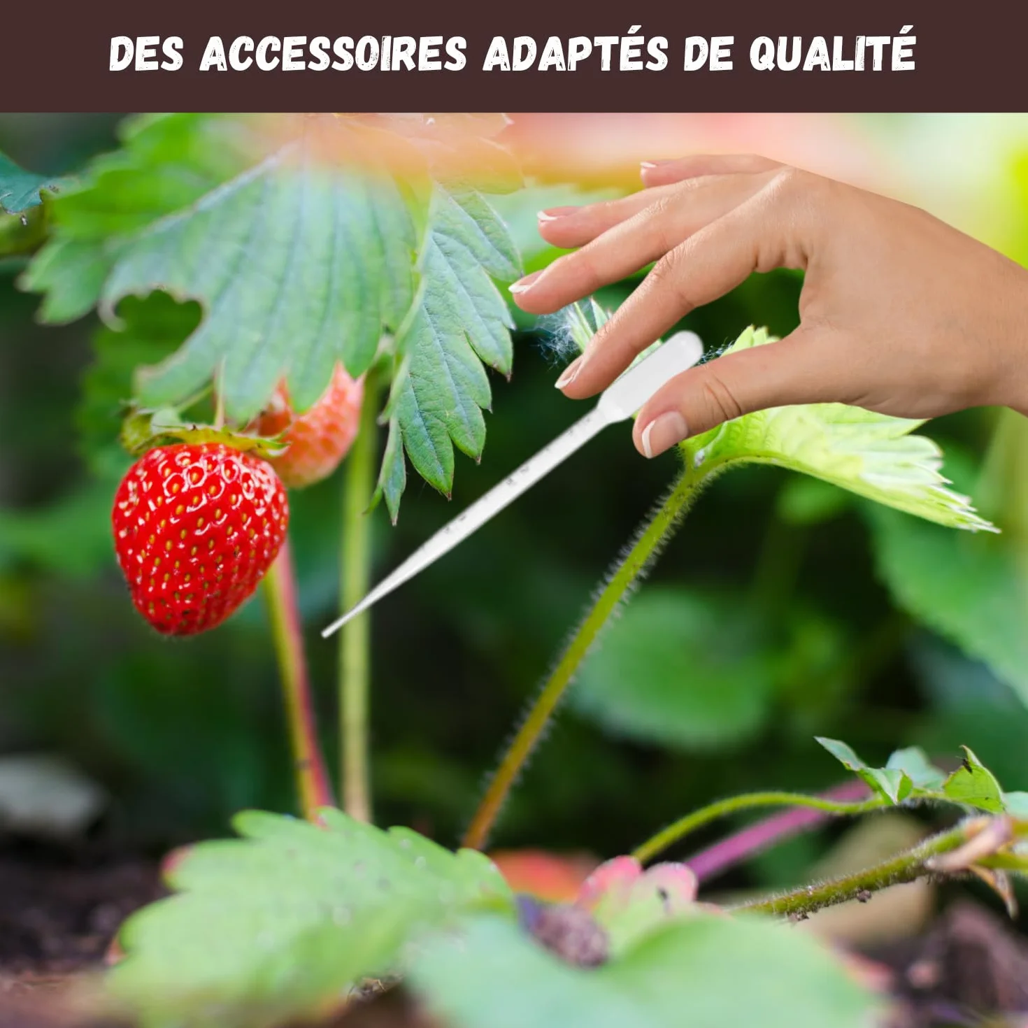 Kit Mini Fruitiers Prêt à Pousser Fraise Myrtille Mini Citronnier Graines Bio Jardin Intérieur Extérieur