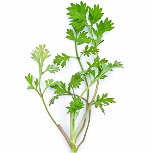 Graines d'Artemisia annua 200pcs, Médicinales chinoises herbe d'absinthe