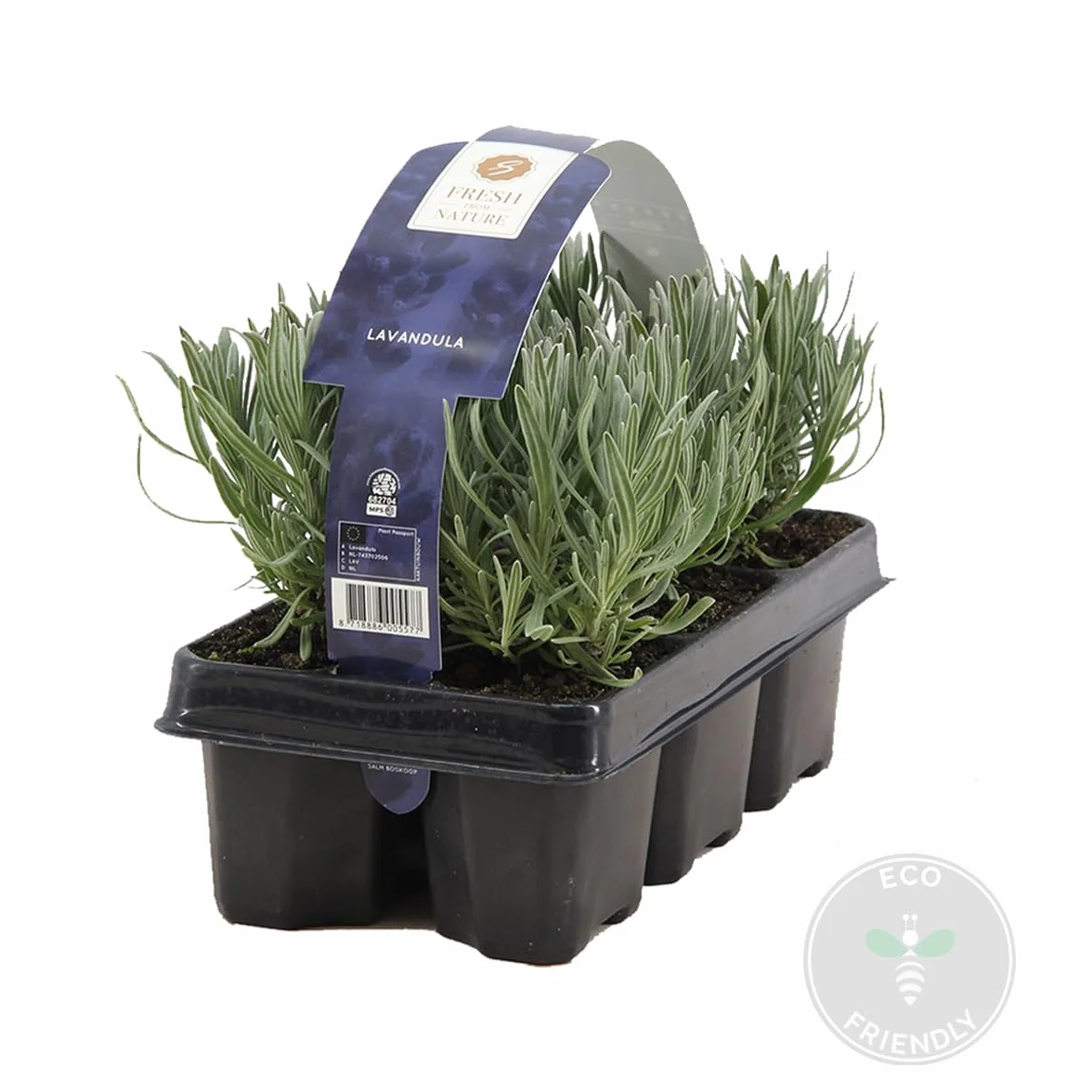 Bloomique Lavandula Angustifolia Plante de lavande Résistante au gel Hauteur 15-20 cm Motte 7 cm